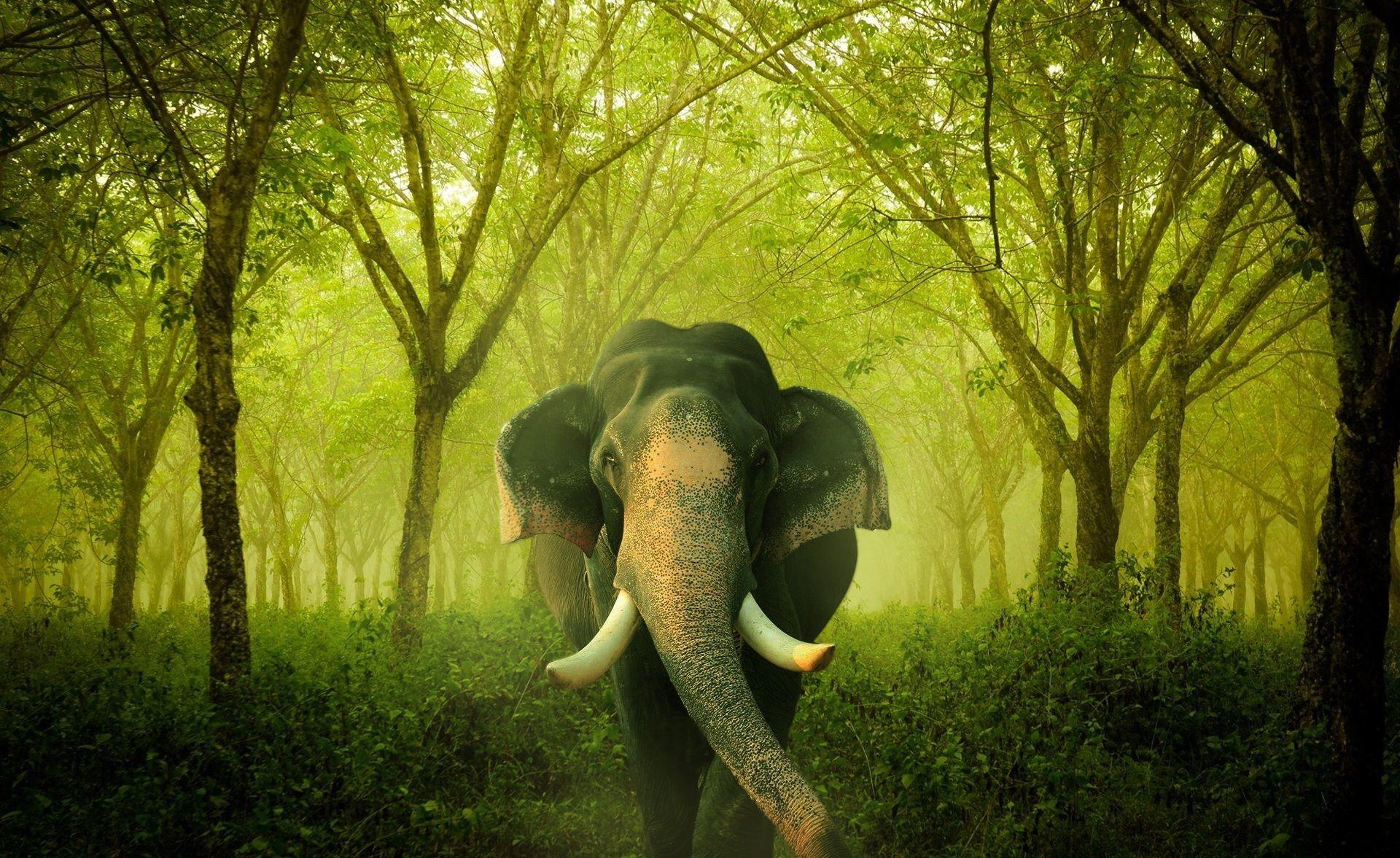 1920x1177 Elephant Desktop Wallpaper