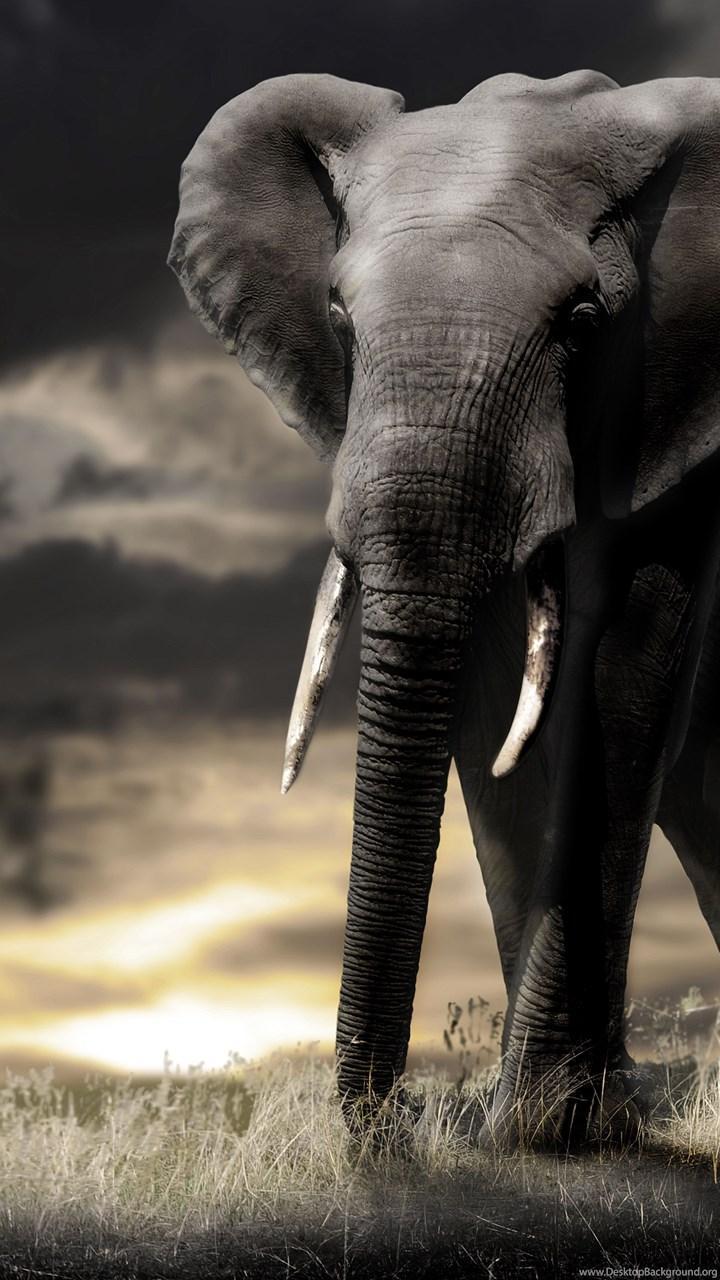 HD Elephant Wallpapers - Top Free HD Elephant Backgrounds - WallpaperAccess