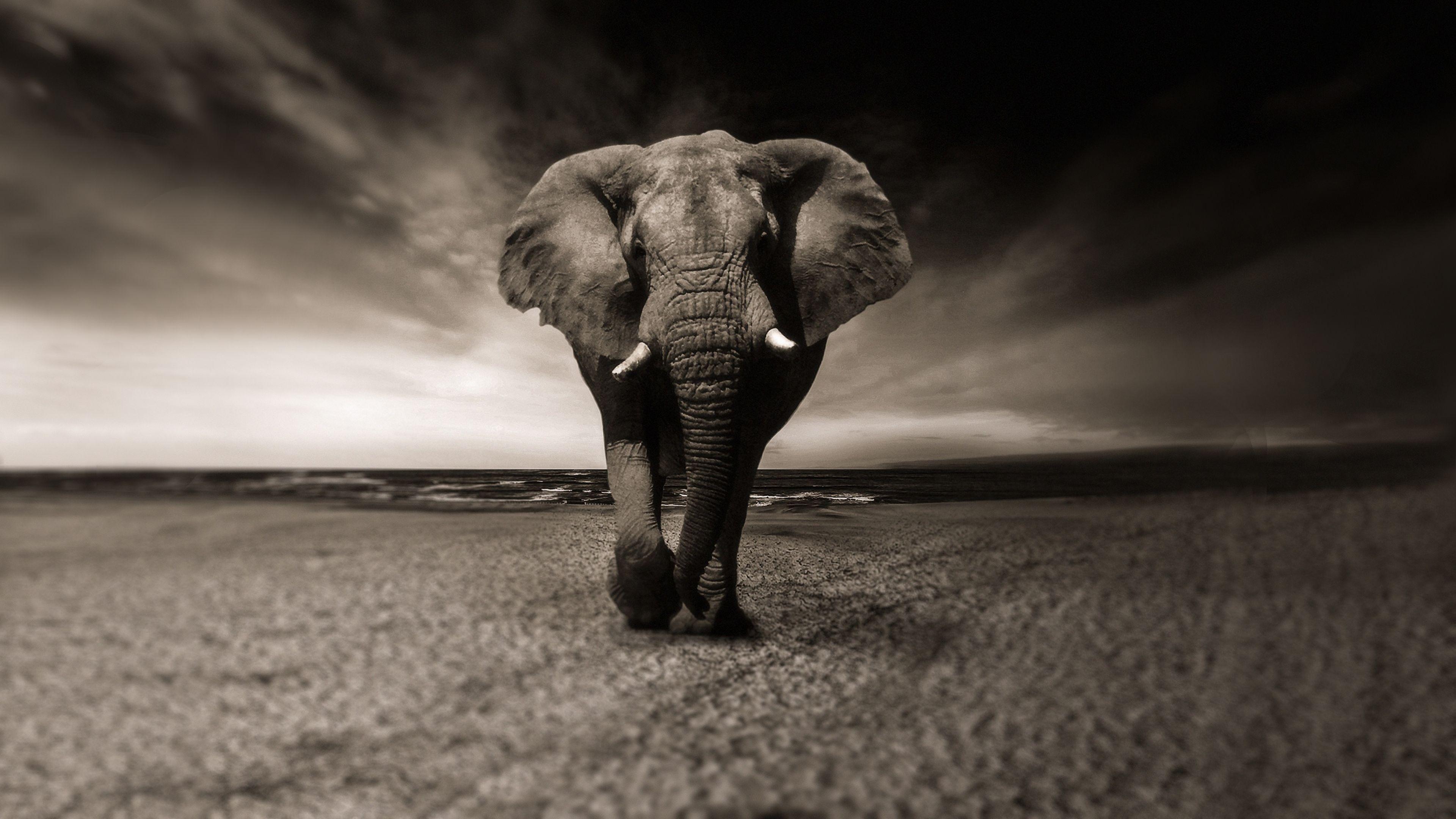 3840x2160 African Elephant 4K Chromebook Wallpaper
