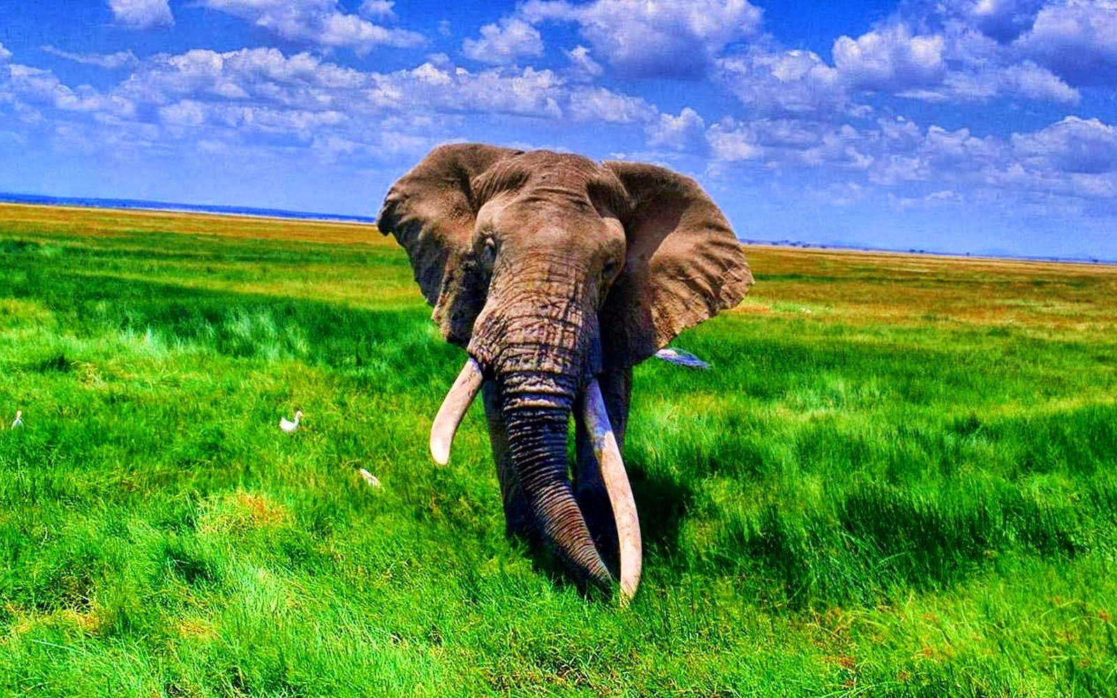 1600x1000 Free download AFRICAN ELEPHANTS HD WALLPAPERS FREE HD WALLPAPERS