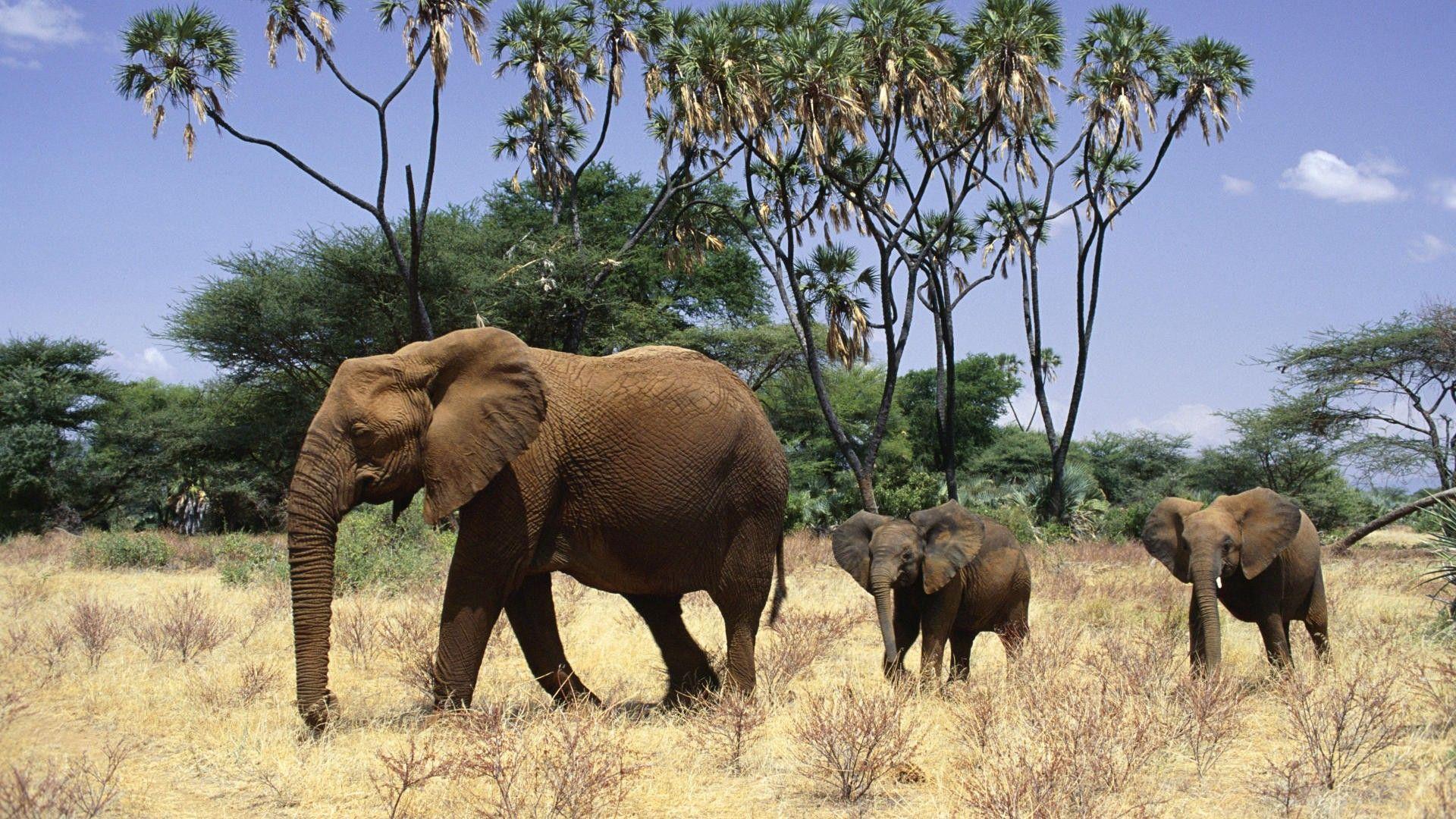 1920x1080 Elephant HD Wallpaperx1080