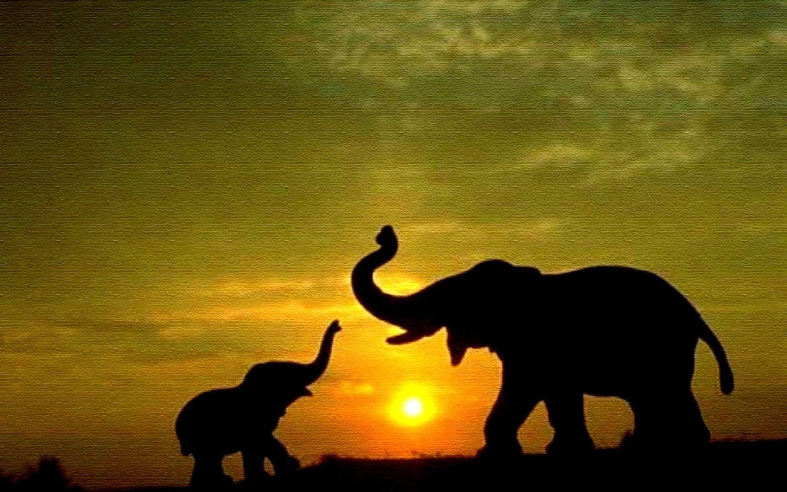 1600x1000 HD Elephant Wallpaper