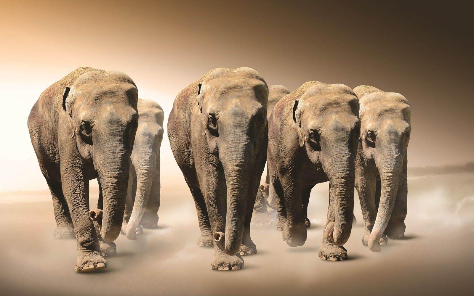 1600x1000 Elephants in the desert wallpaper. HD Animals Wallpaper