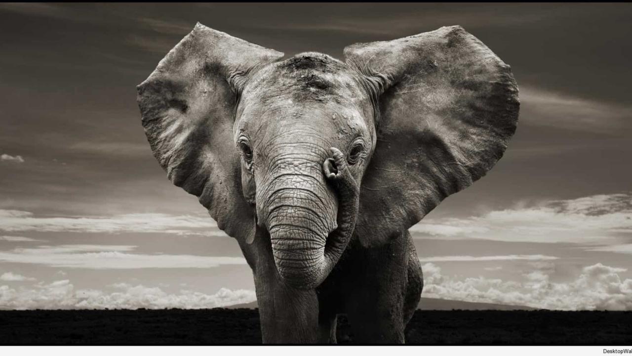1280x720 Elephant HD Wallpaper