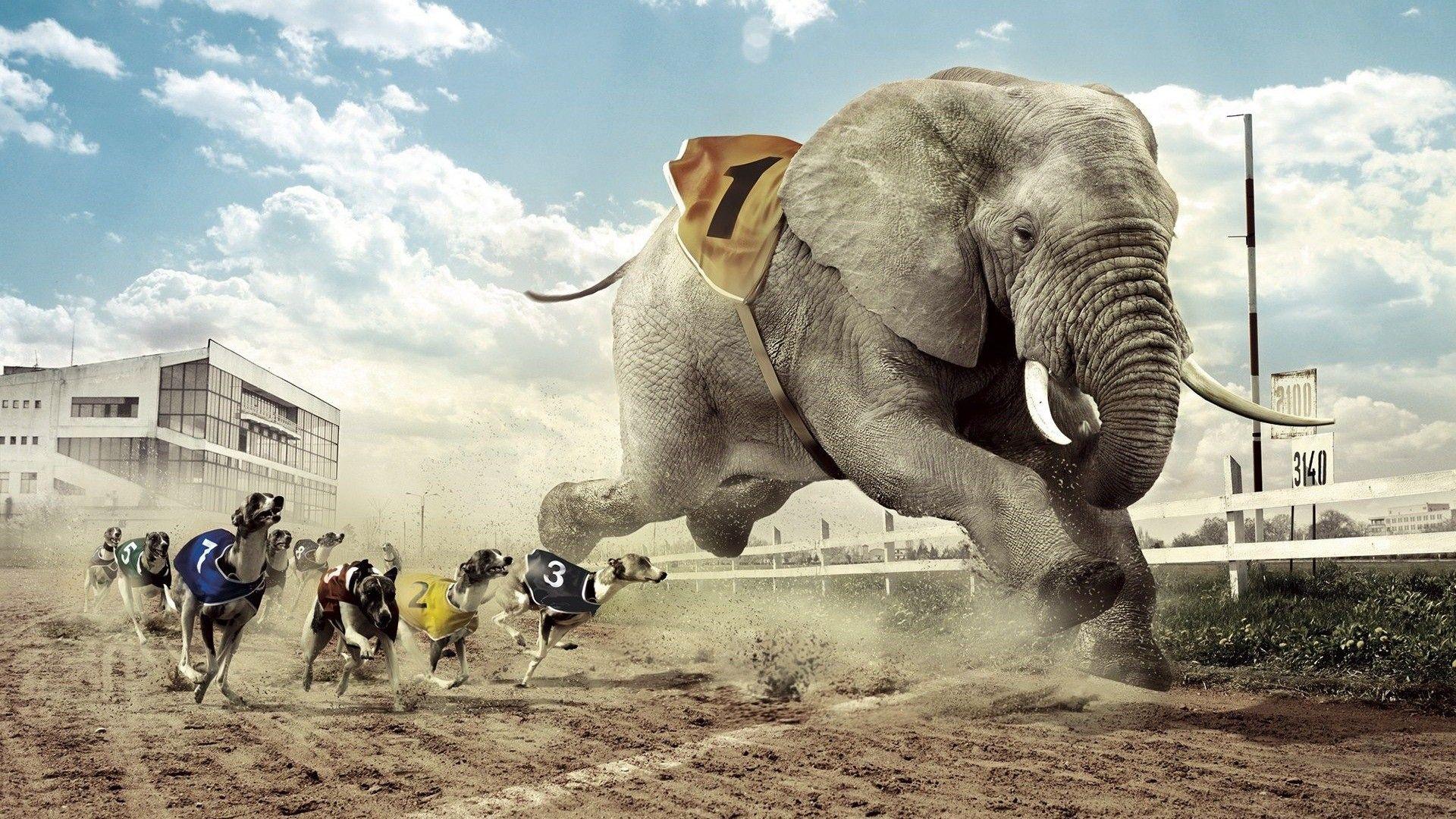1920x1080 Elephant Wallpaper