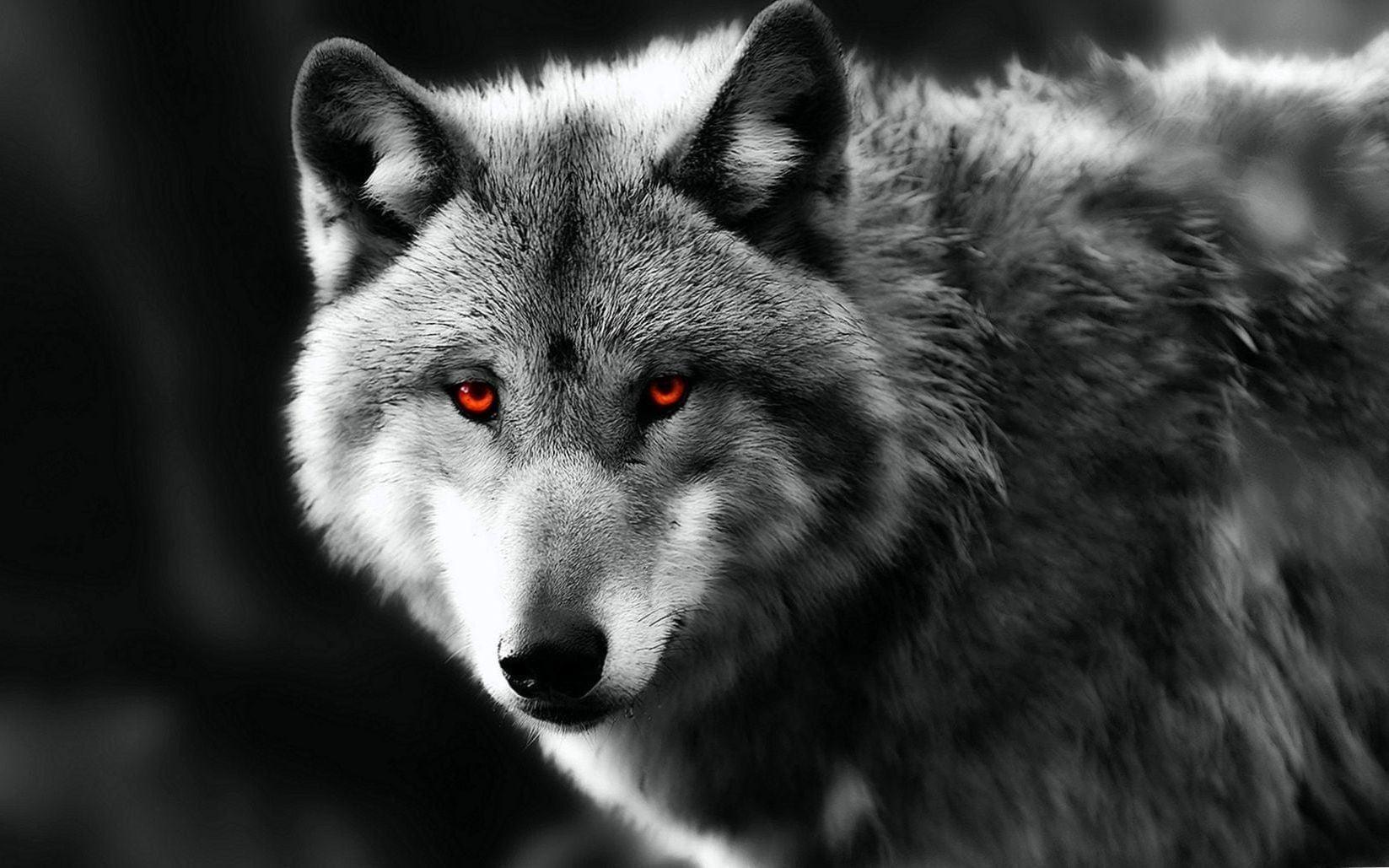 1647x1029 Red Eyes Wolf Wallpaper Wallpaper.pro