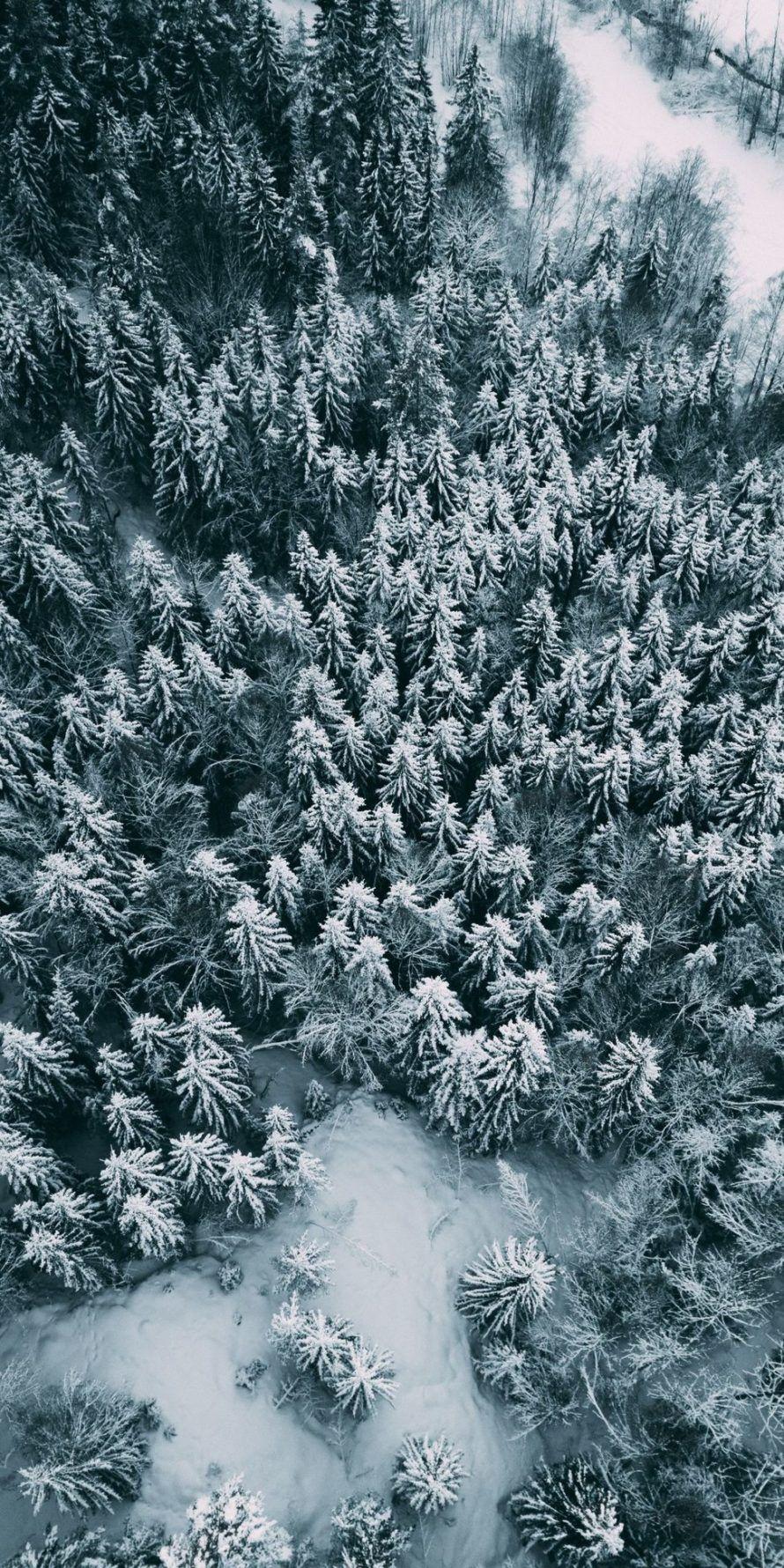 890x1780 Winter Pines iPhone Wallpaper
