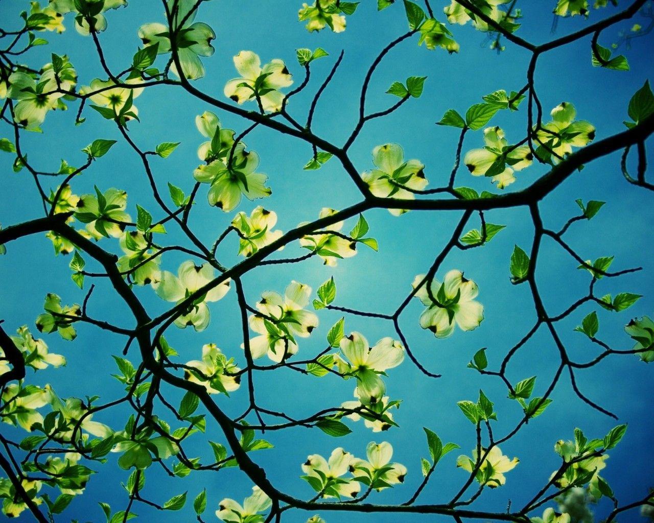 1280x1024 Dogwood Tree Desktop HD Flower Wallpaper Dogwood Tree Desktop