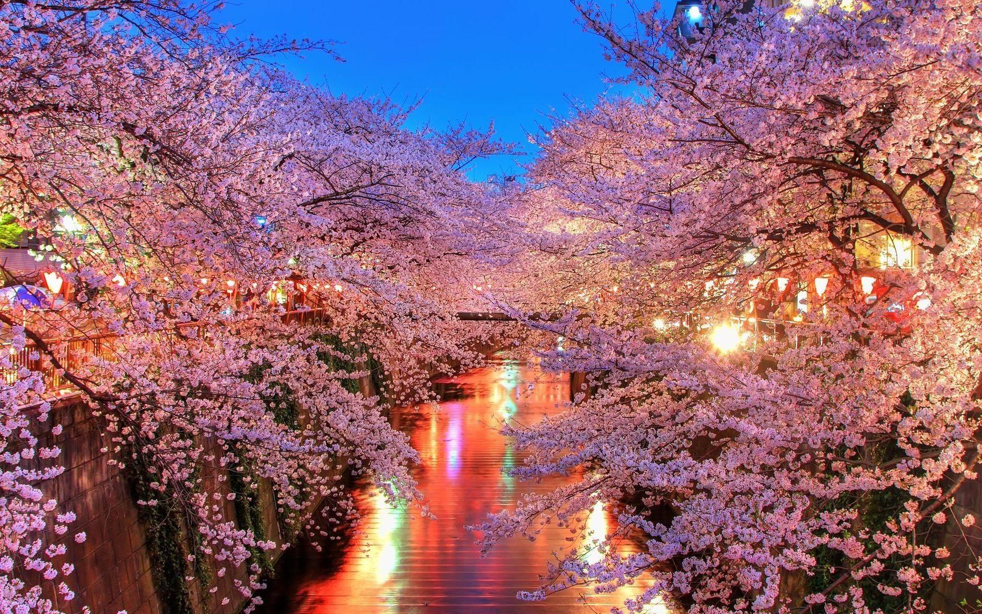 1920x1200 Cherry Blossom Trees, HD Nature, 4k Wallpaper, Image