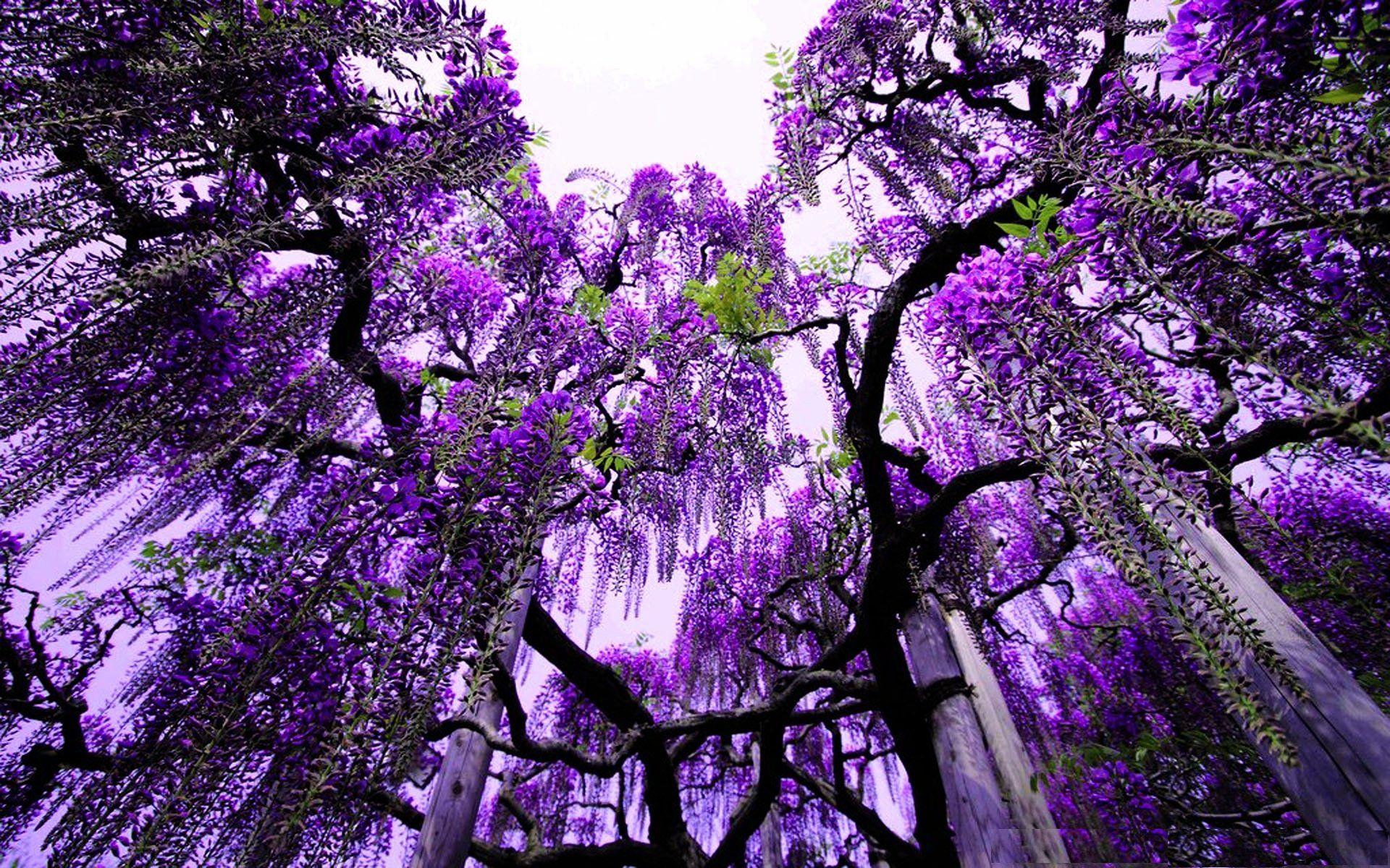 1920x1200 Wisteria HD Wallpaper and Background Image