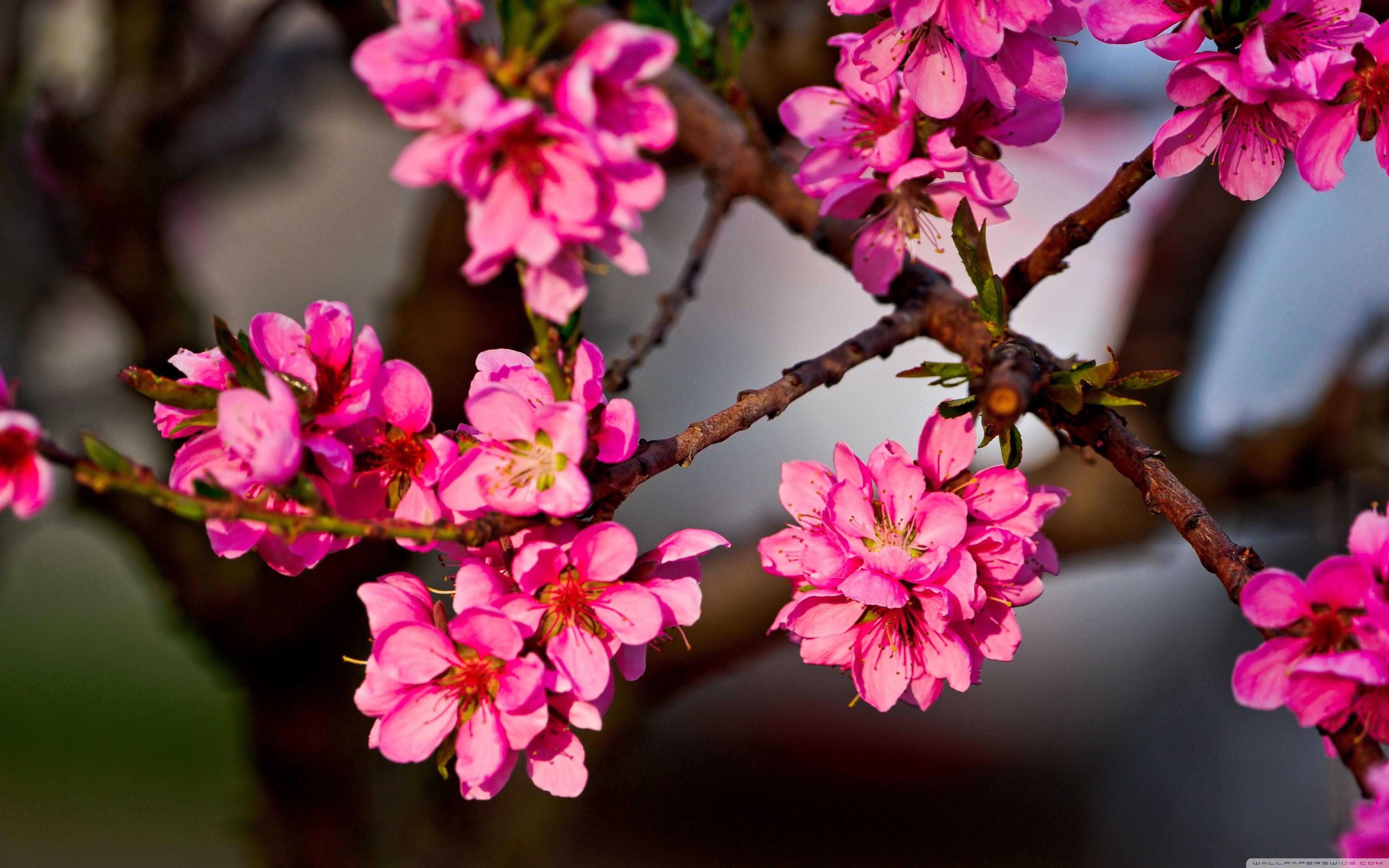 Цветет розовыми цветочками. Японская слива цветение. Сакура Тайхаку. Сакура куст. Сакура пятилистная.