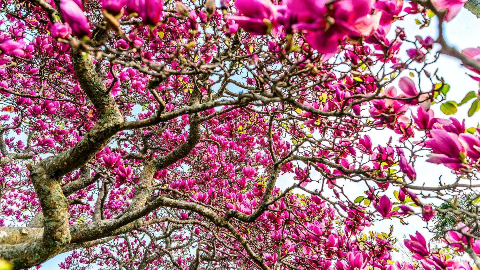 Magnolia Tree Wallpapers - Top Free Magnolia Tree Backgrounds