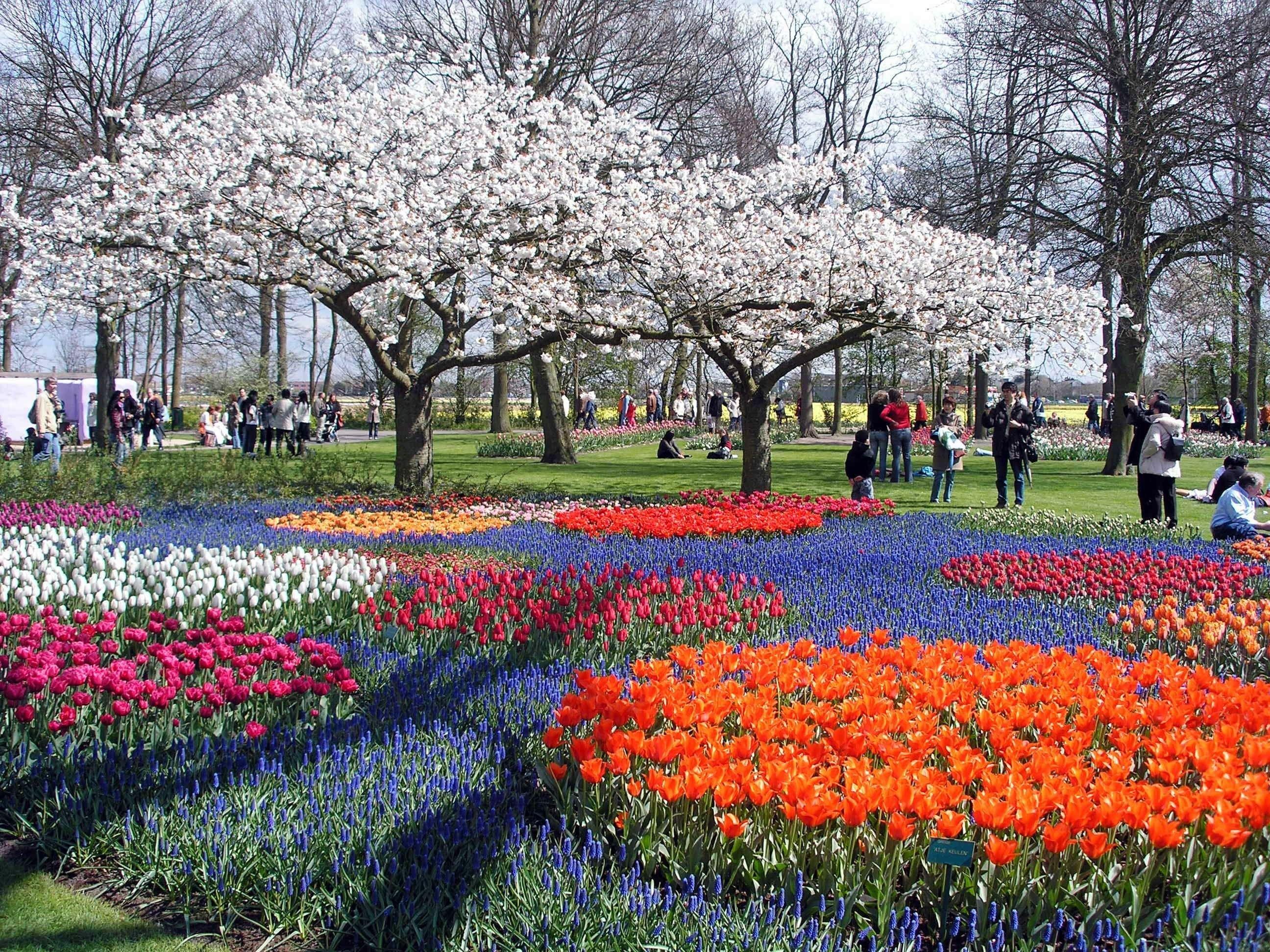2592x1944 Tulips, Horror, Tree, Beautiful, Park, Peoples, Trees, Flower