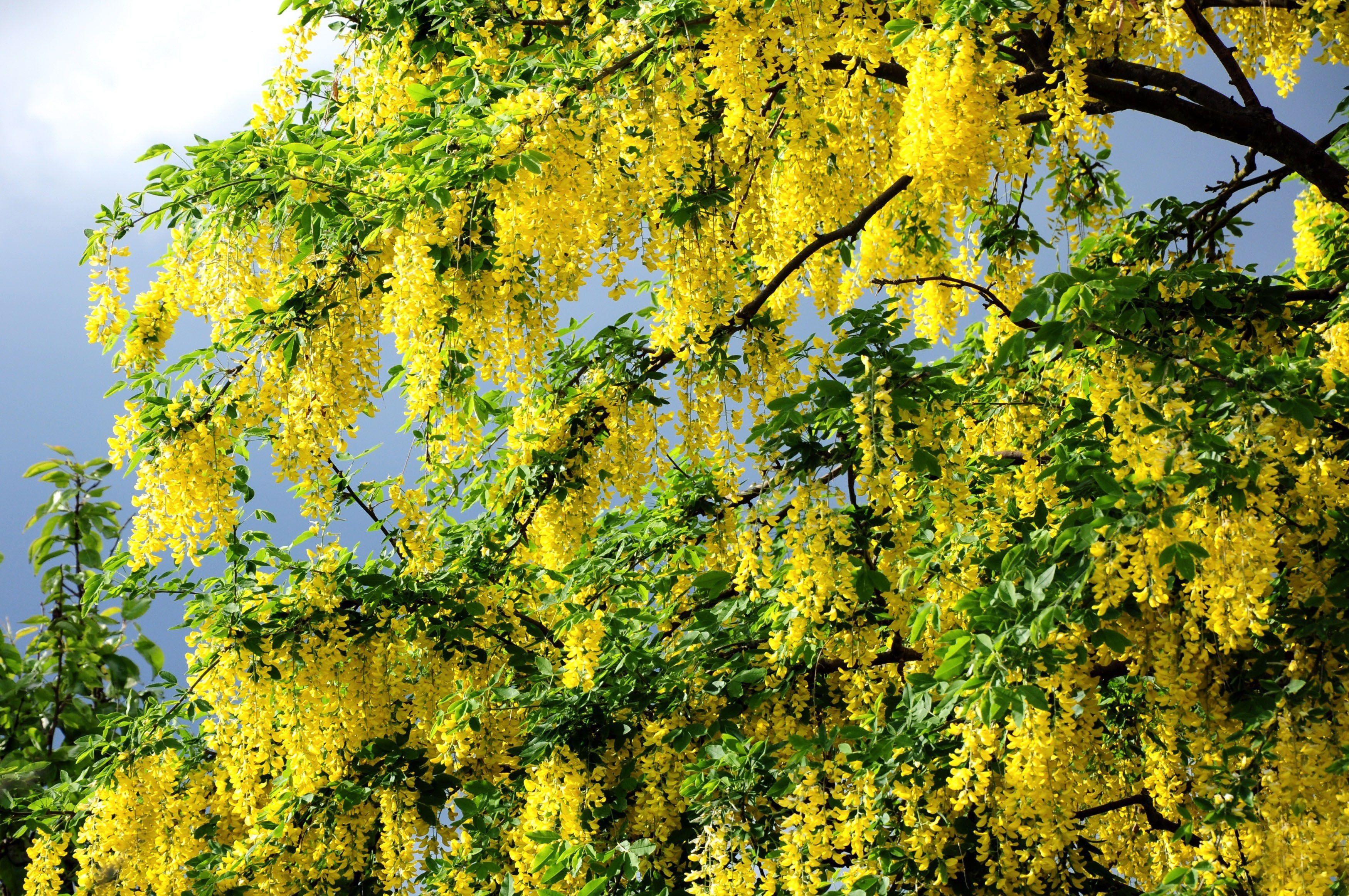 3500x2325 Yellow flowers on a summer tree wallpaper and image