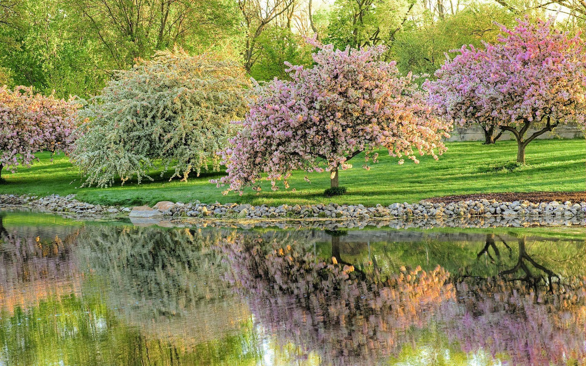 1920x1200 landscapes, Nature, Trees, Flowers Wallpaper HD / Desktop