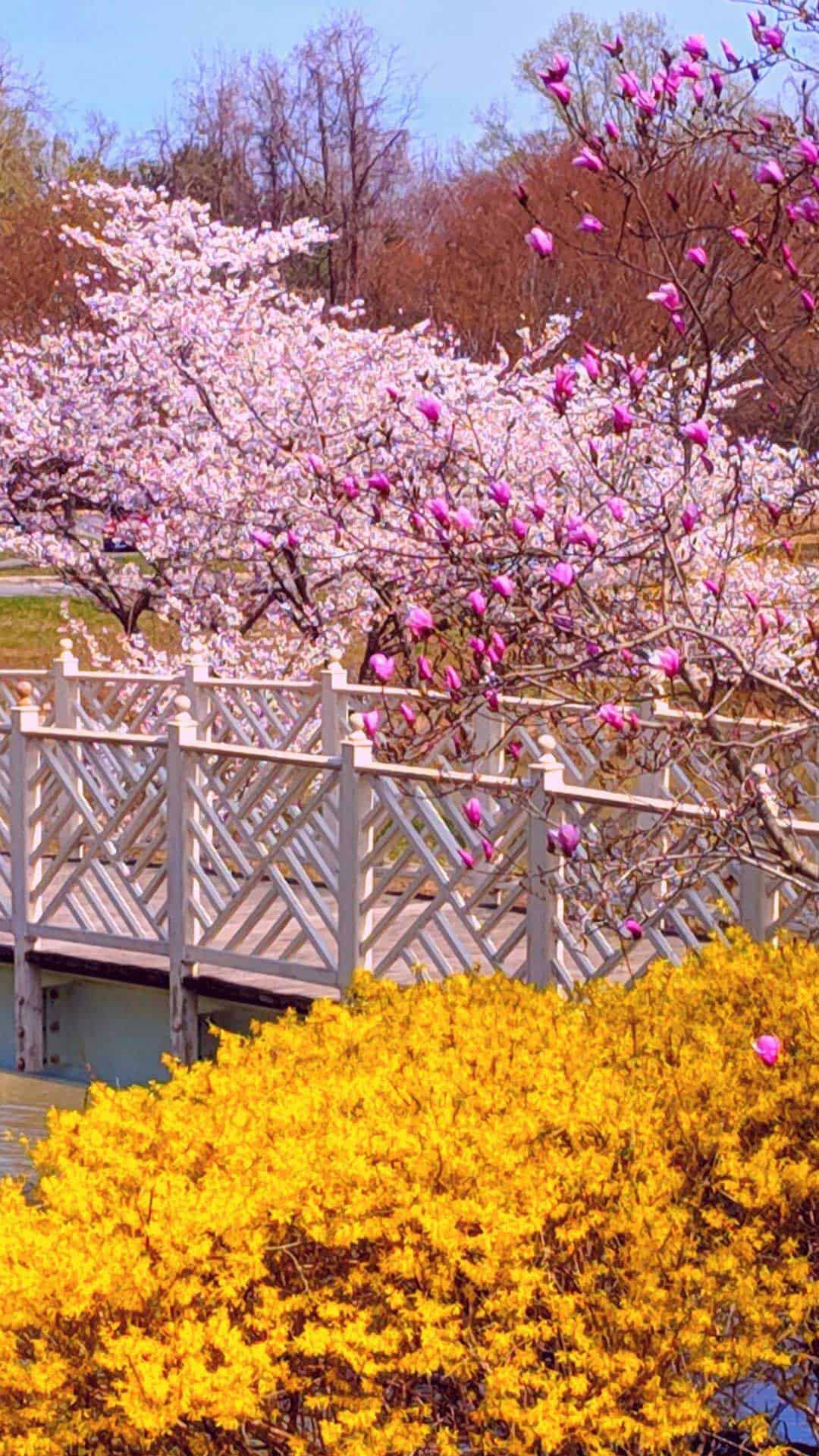1080x1920 Spring Background For Your Phone! Spring Wallpaper HD Quality!