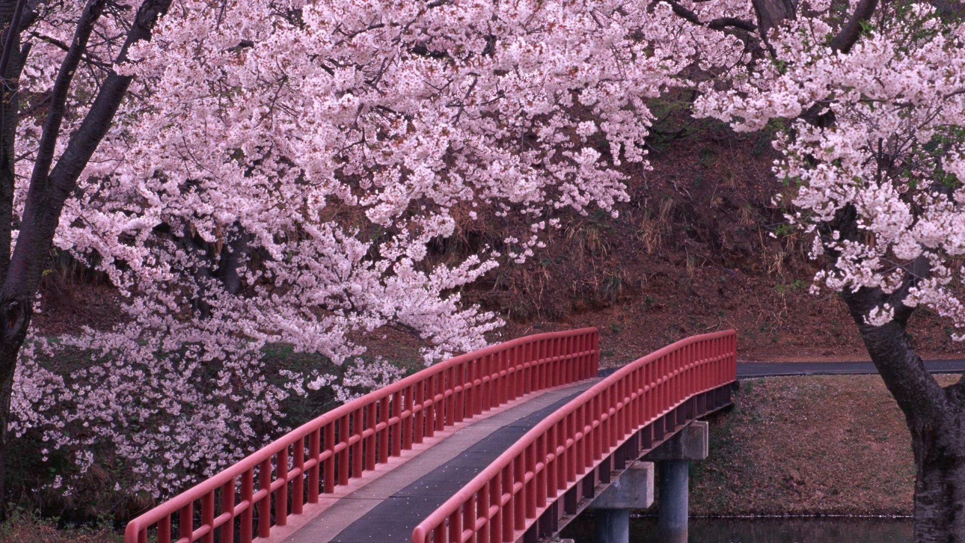 1920x1080 Spring Trees And Flowers Wallpaper High Quality Earthly