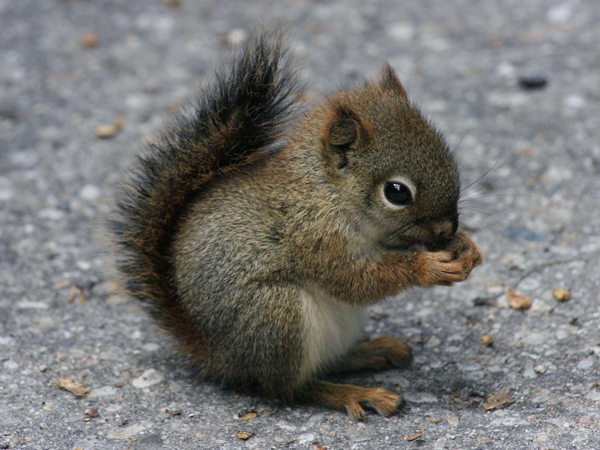 1300+ Squirrel HD Wallpapers and Backgrounds