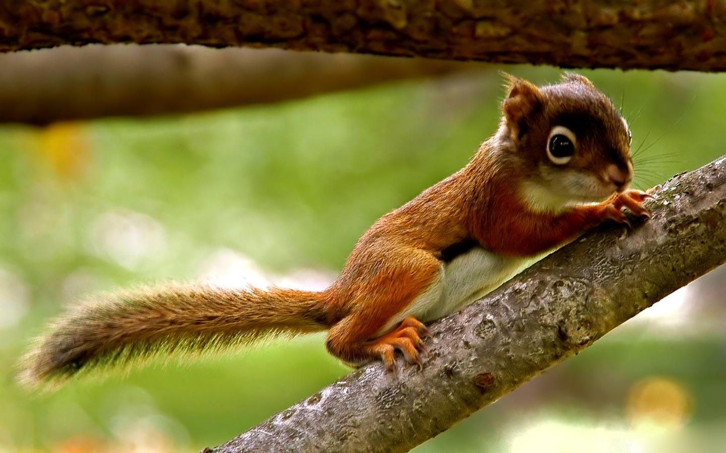 1440x900 Free download giant squirrel baby squirrel downloads background