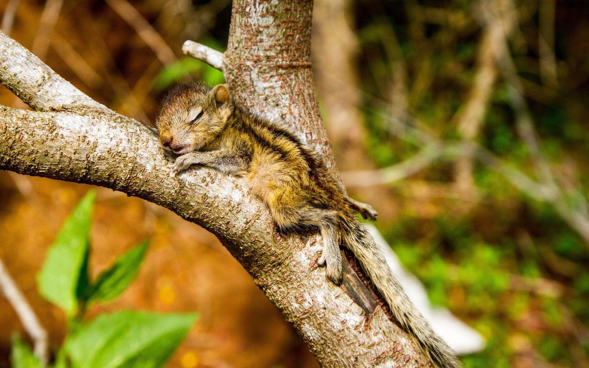 1920x1200 The Baby Squirrel Takes A Nap