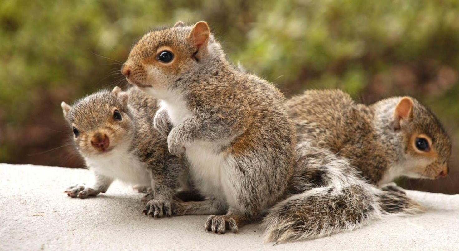 1472x805 A Love Letter To Squirrels. Cute squirrel, Baby squirrel, Squirrel