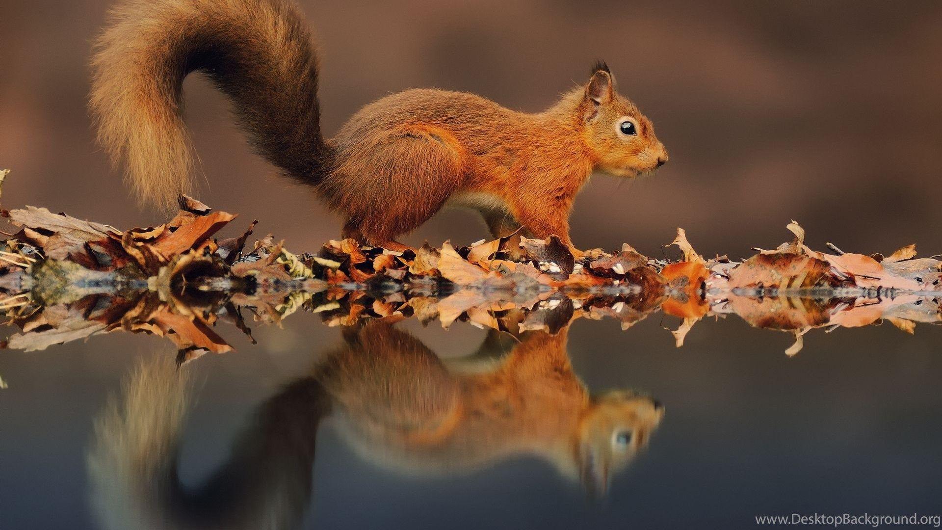 1920x1080 Beautiful Baby Squirrel 1080p HD Wallpaper For Desktop Desktop