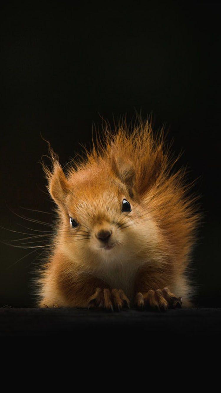 750x1334 Squirrel Wallpaper Phone.com PRINTABLES