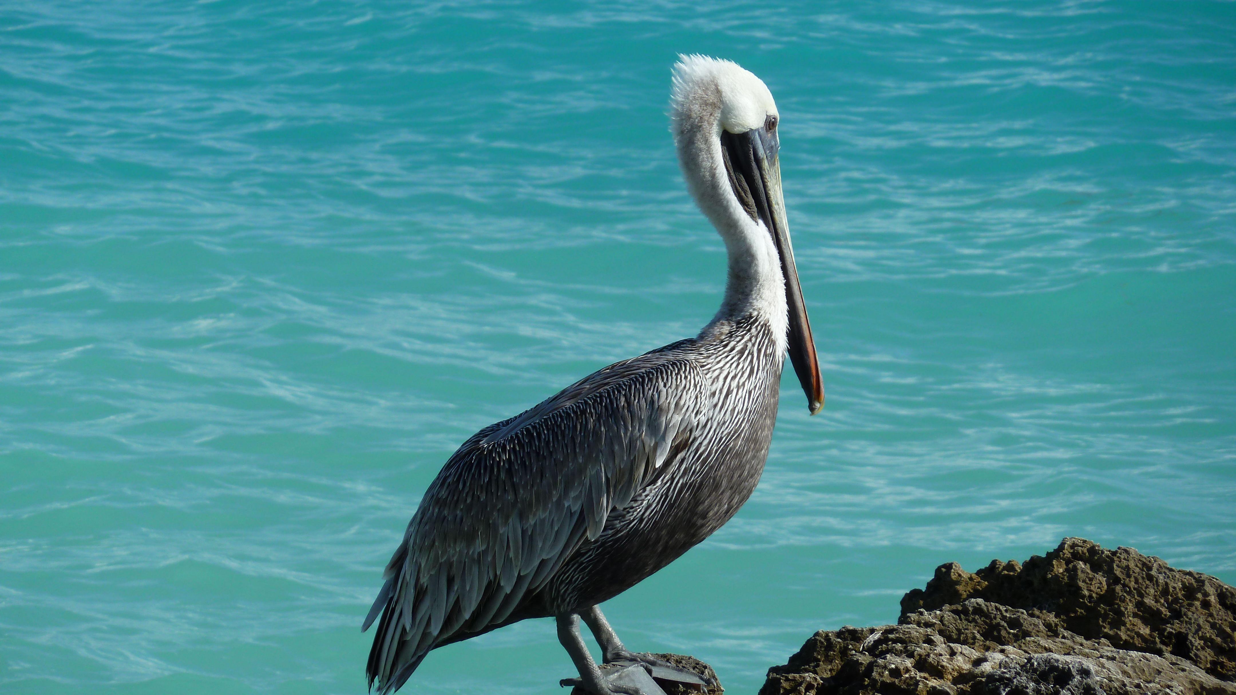 Pelican Wallpapers Top Free Pelican Backgrounds Wallpaperaccess