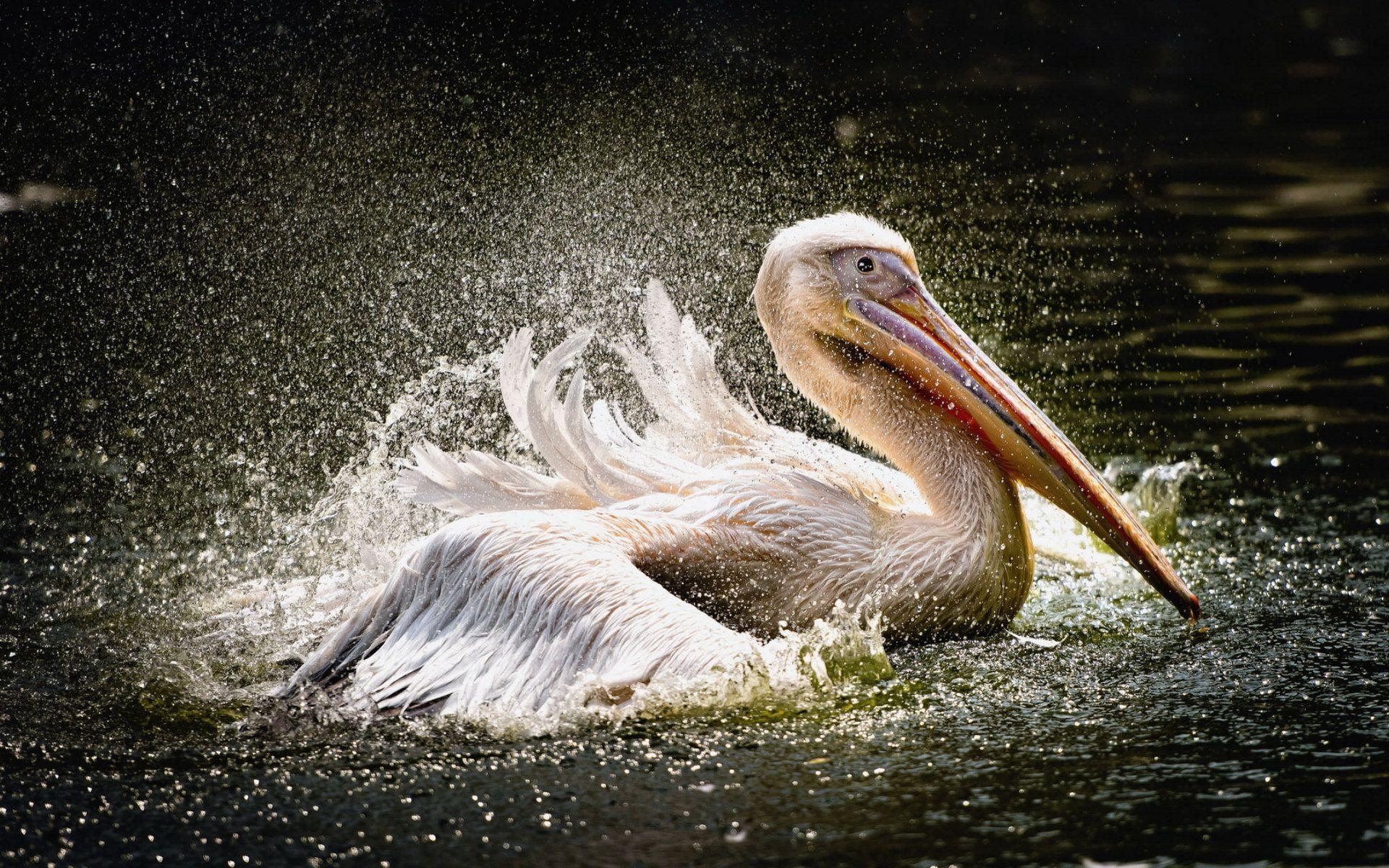 Pelican Wallpapers - Top Free Pelican Backgrounds - WallpaperAccess