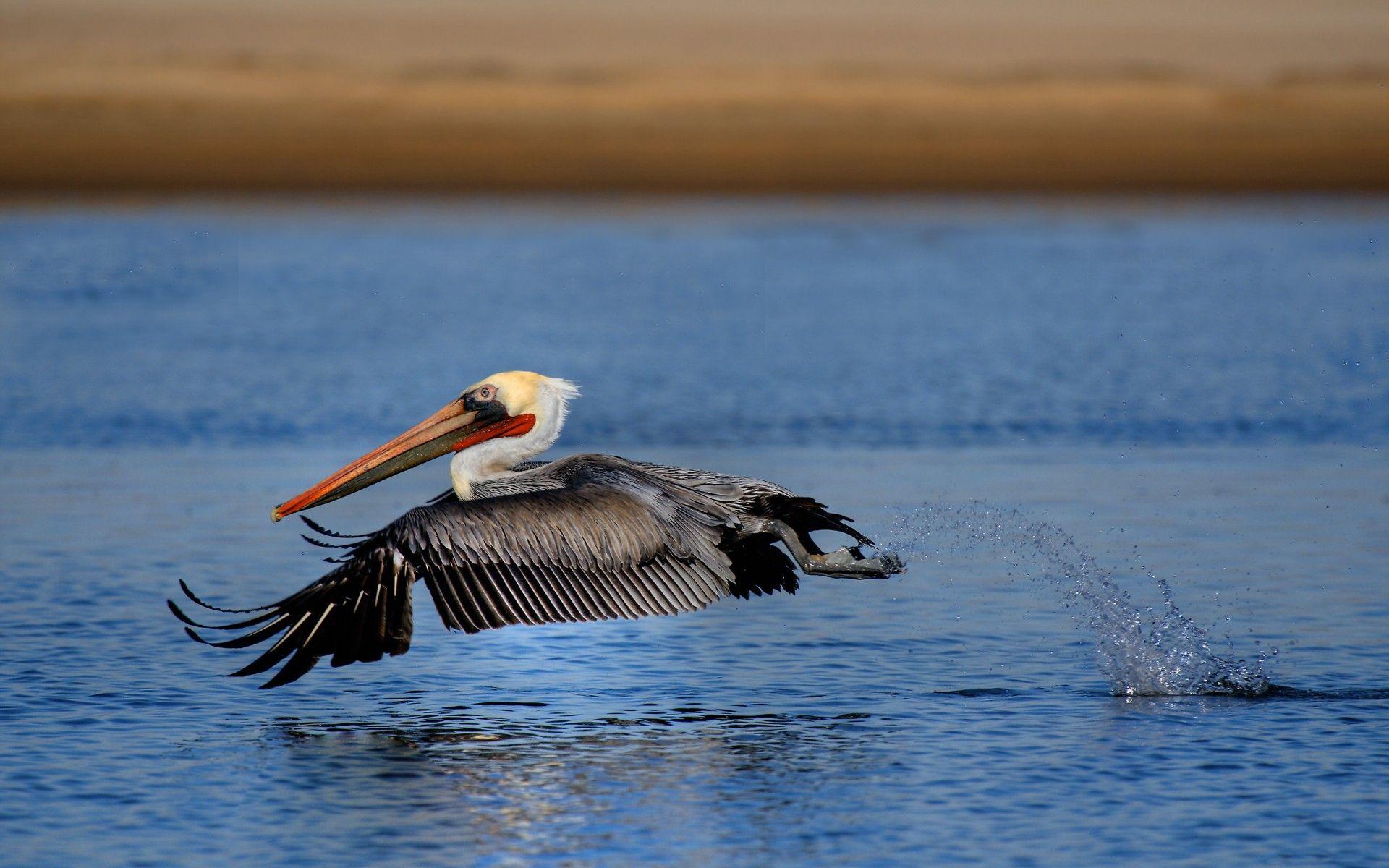 1920x1200 Cool Pelican Wallpaper