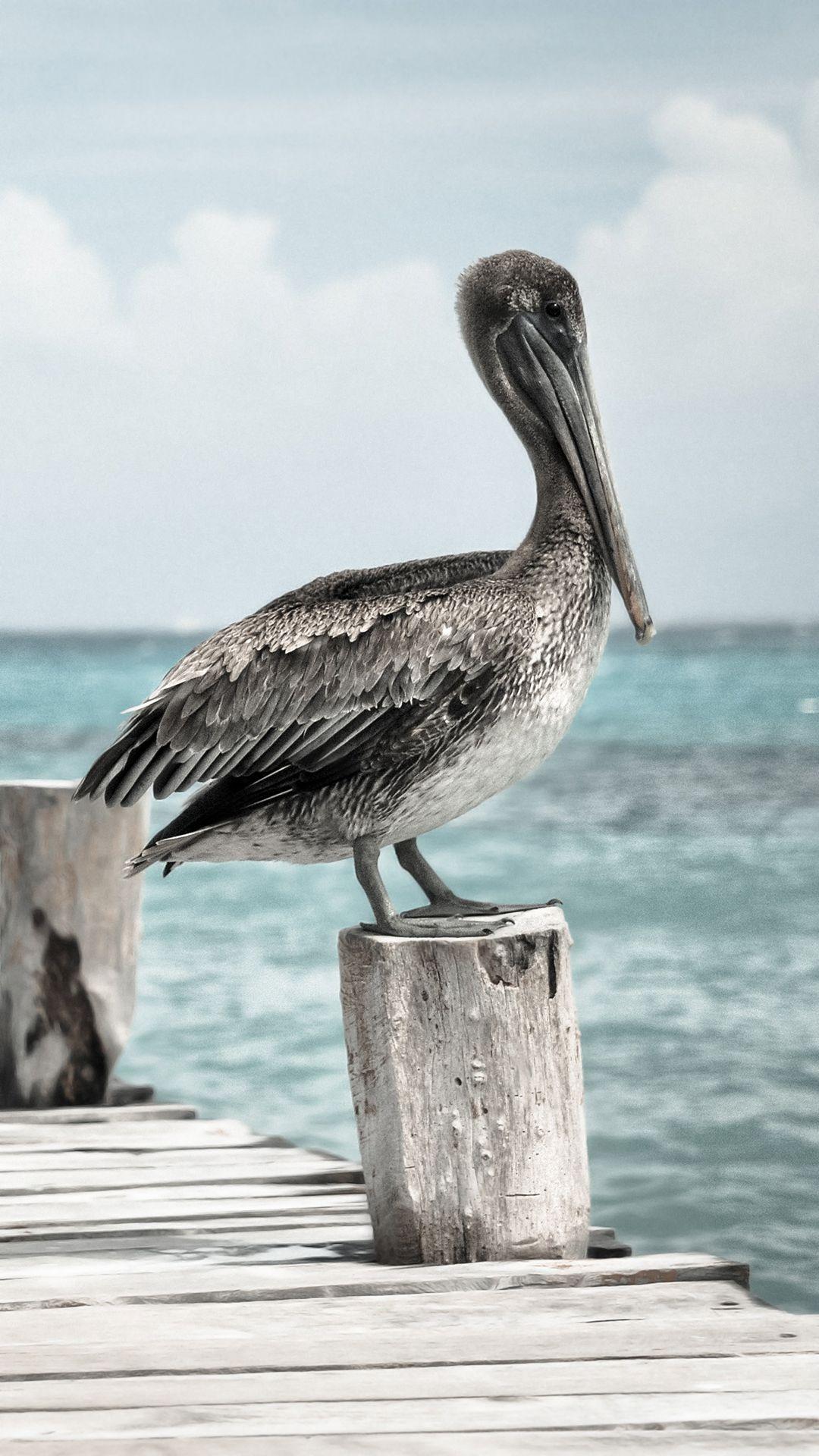 1080x1920 Pelican iPhone Background