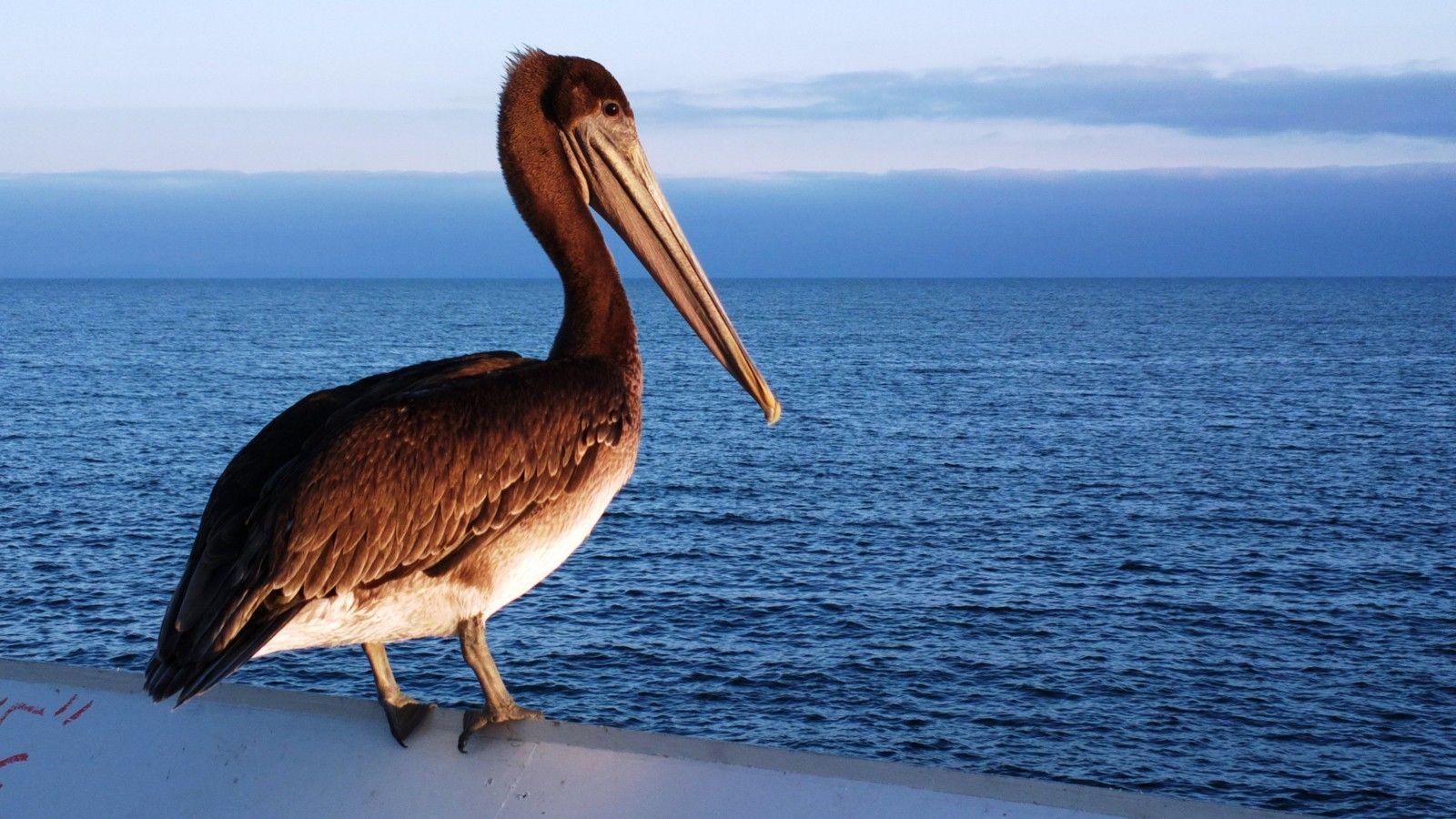 1600x900 Pelican Wallpaper