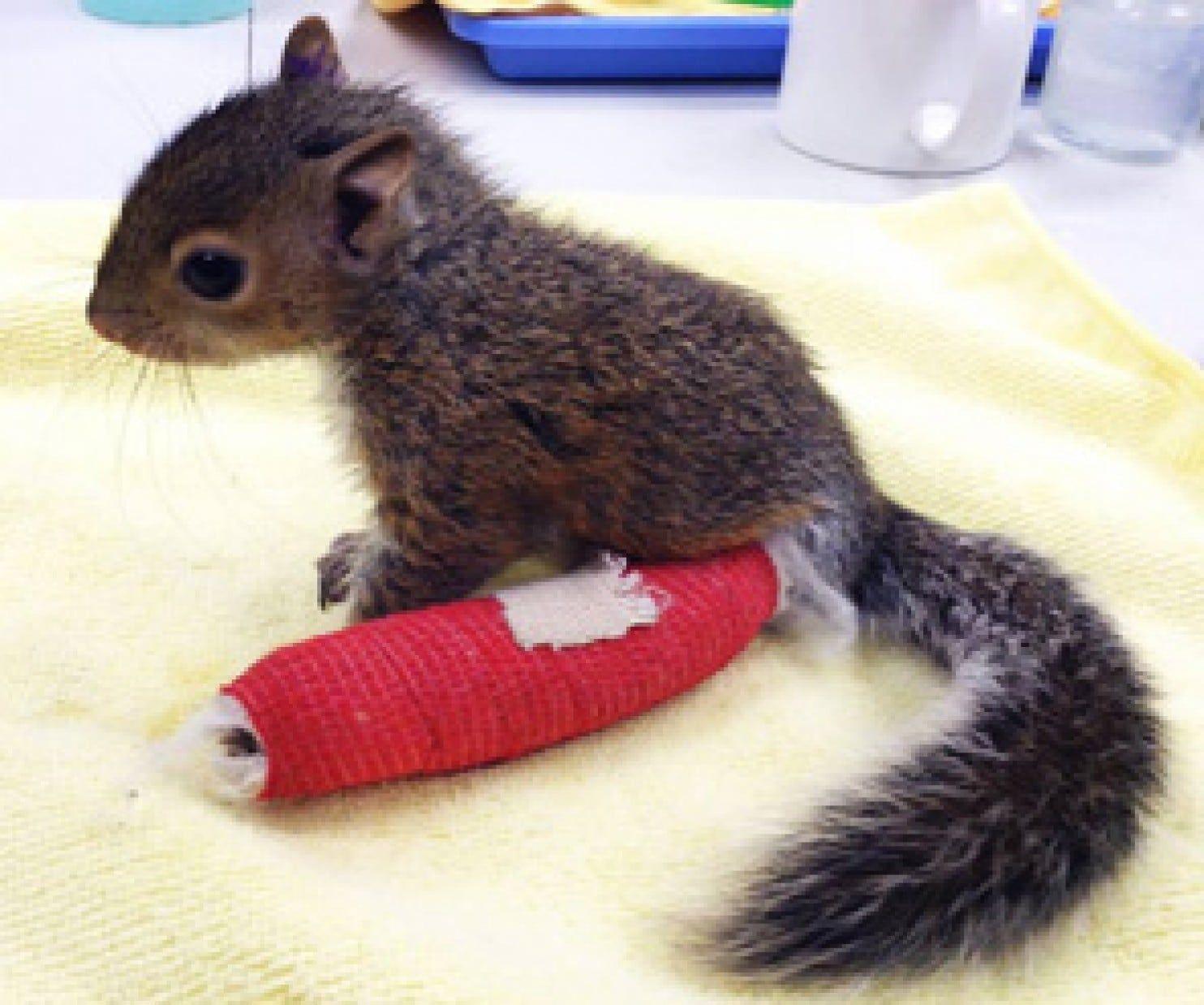 1484x1238 Baby Tree Squirrel
