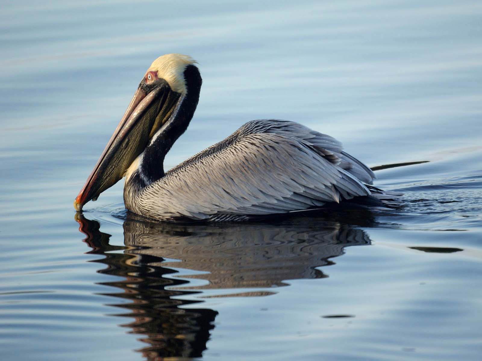 1600x1200 Pelican Wallpaper
