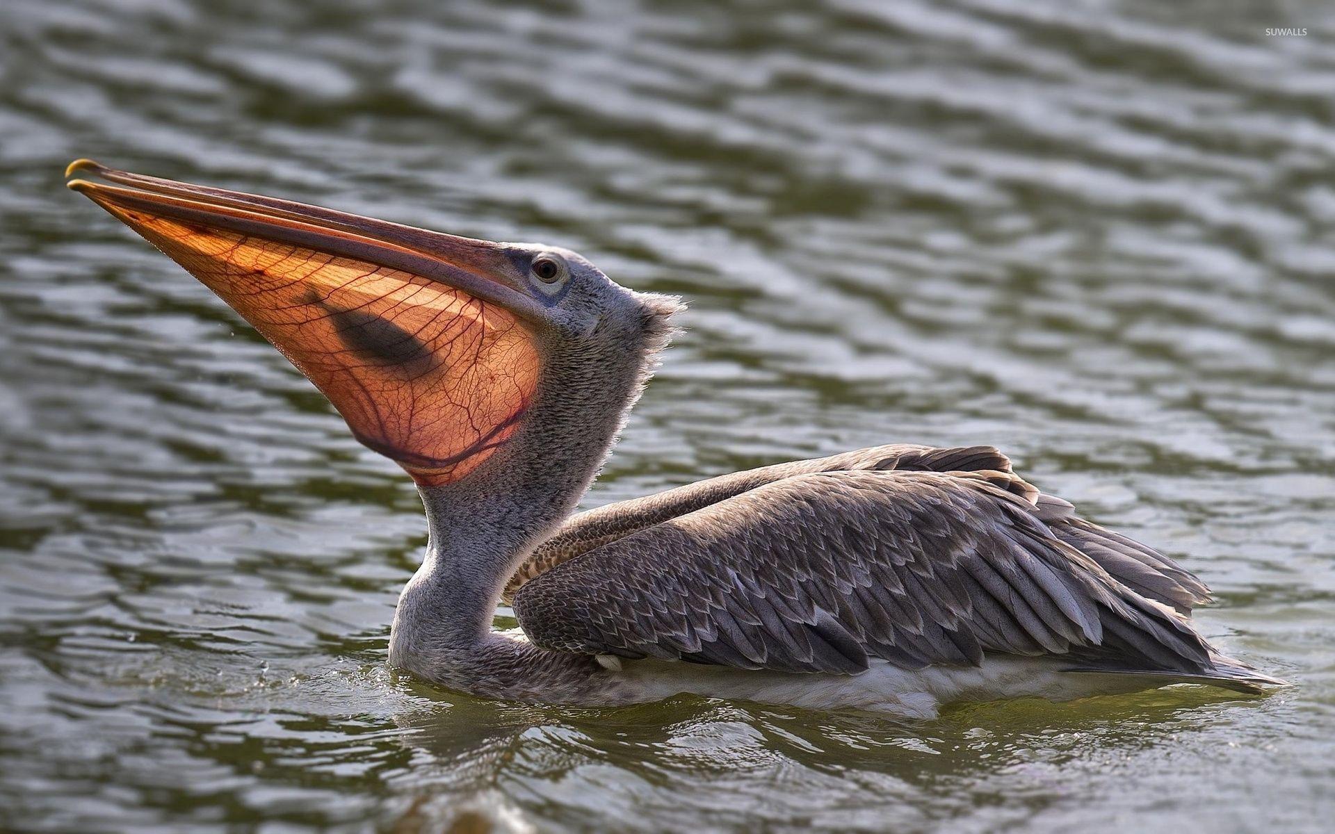 1920x1200 Pelican [2] wallpaper wallpaper