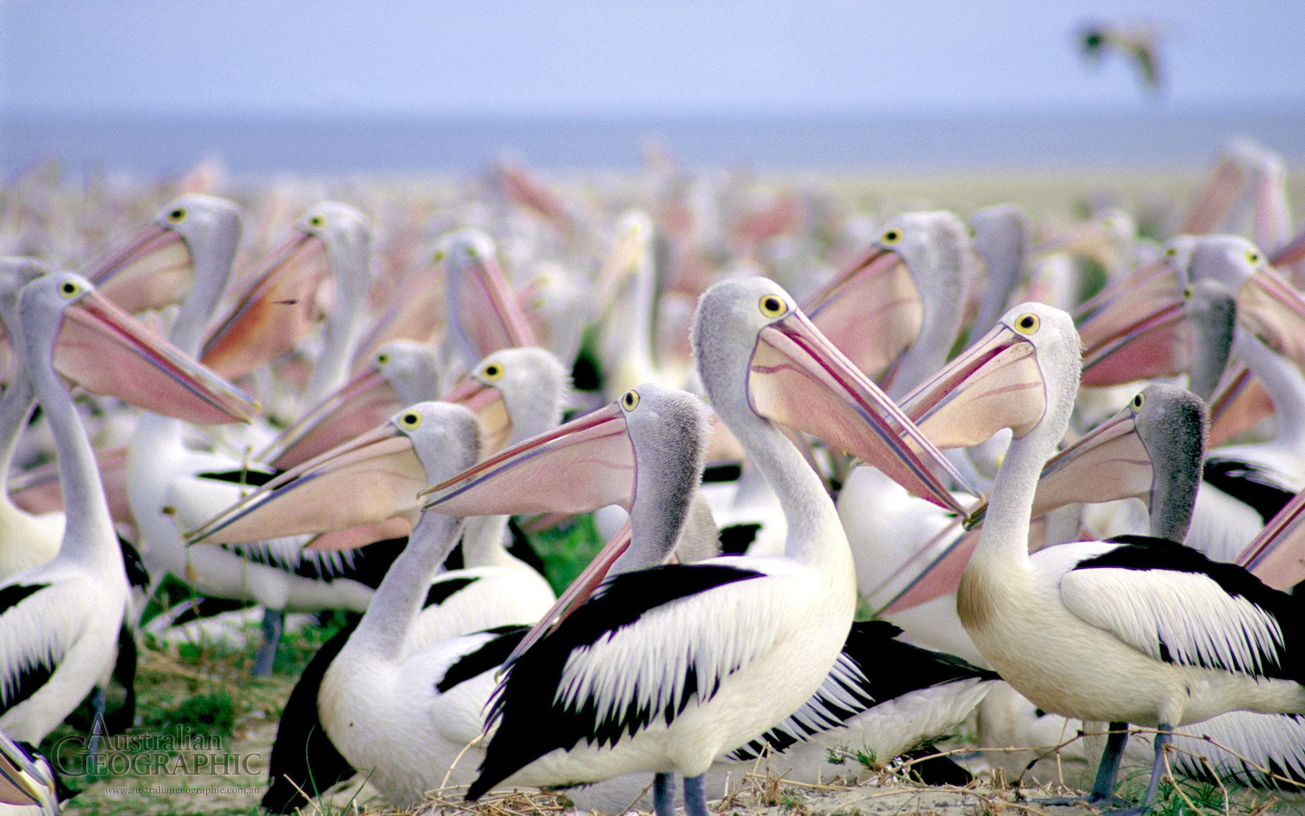 2560x1600 Pelicans Wallpaper