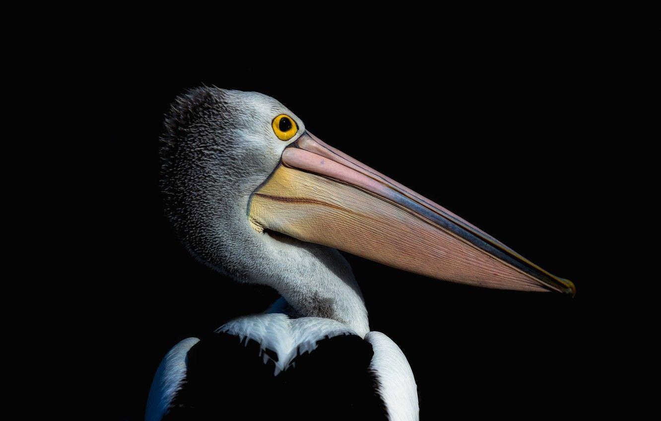 Pelican Wallpapers - Top Free Pelican Backgrounds - WallpaperAccess