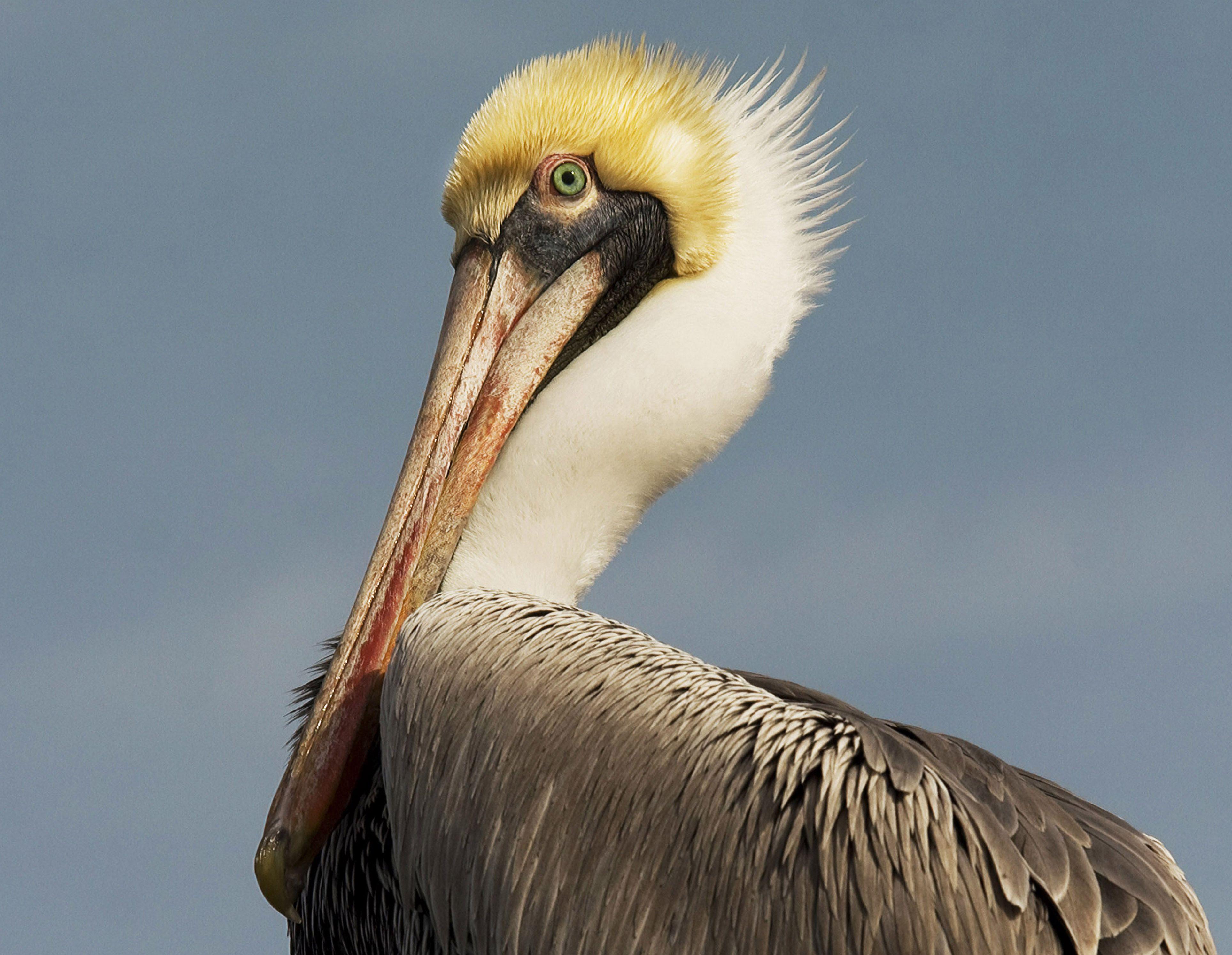 3855x2988 HD Pelican Wallpaper and Photo. HD Animals Wallpaper