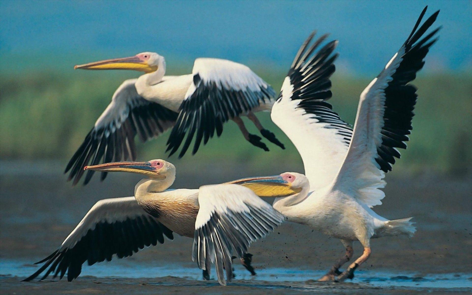 1920x1200 Free download Animal Pelican Pelicans Wallpaper [1920x1200]