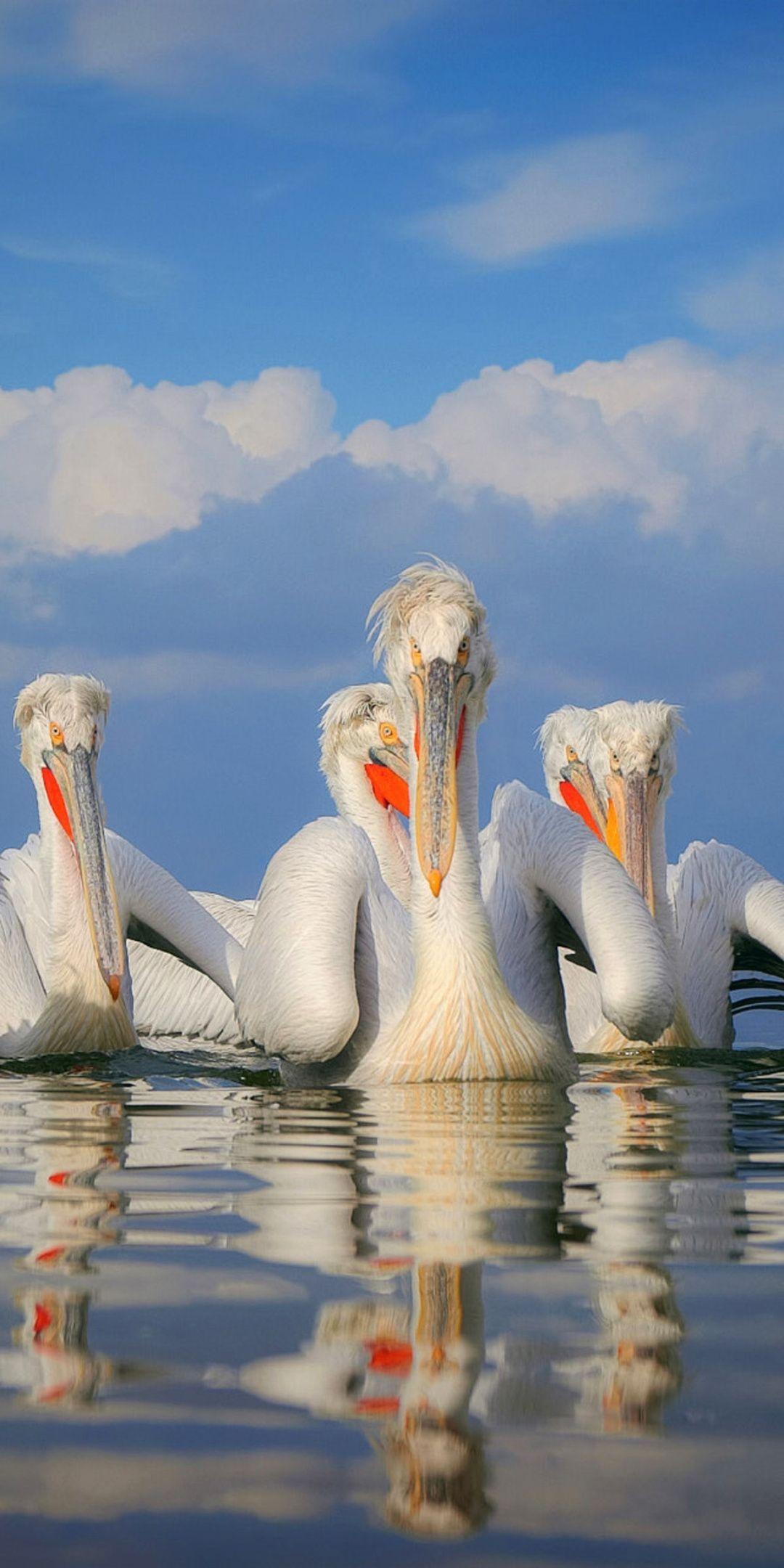 Pelican Wallpapers - Top Free Pelican Backgrounds - WallpaperAccess