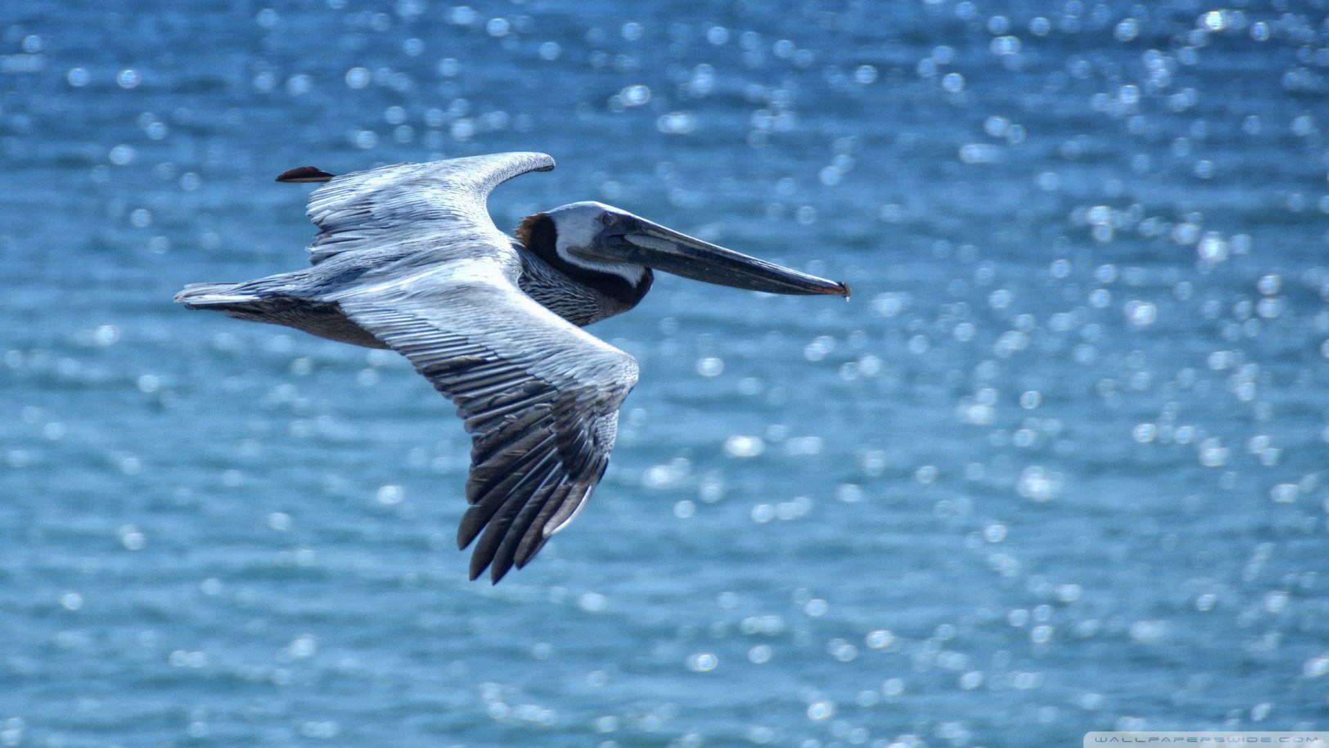 1920x1080 Free download Pelican Wallpaper 1920x1080 Pelican [1920x1080]