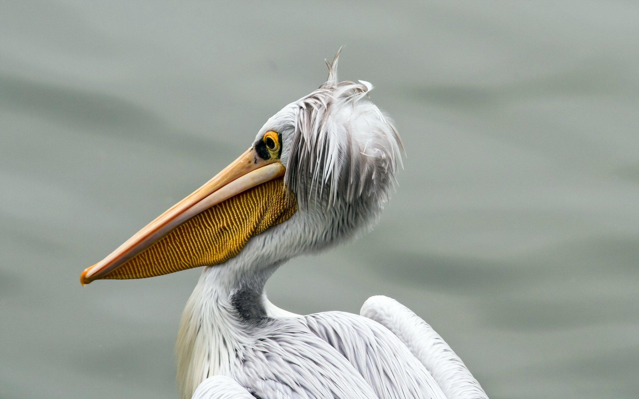 2560x1600 Pelican Wallpaper