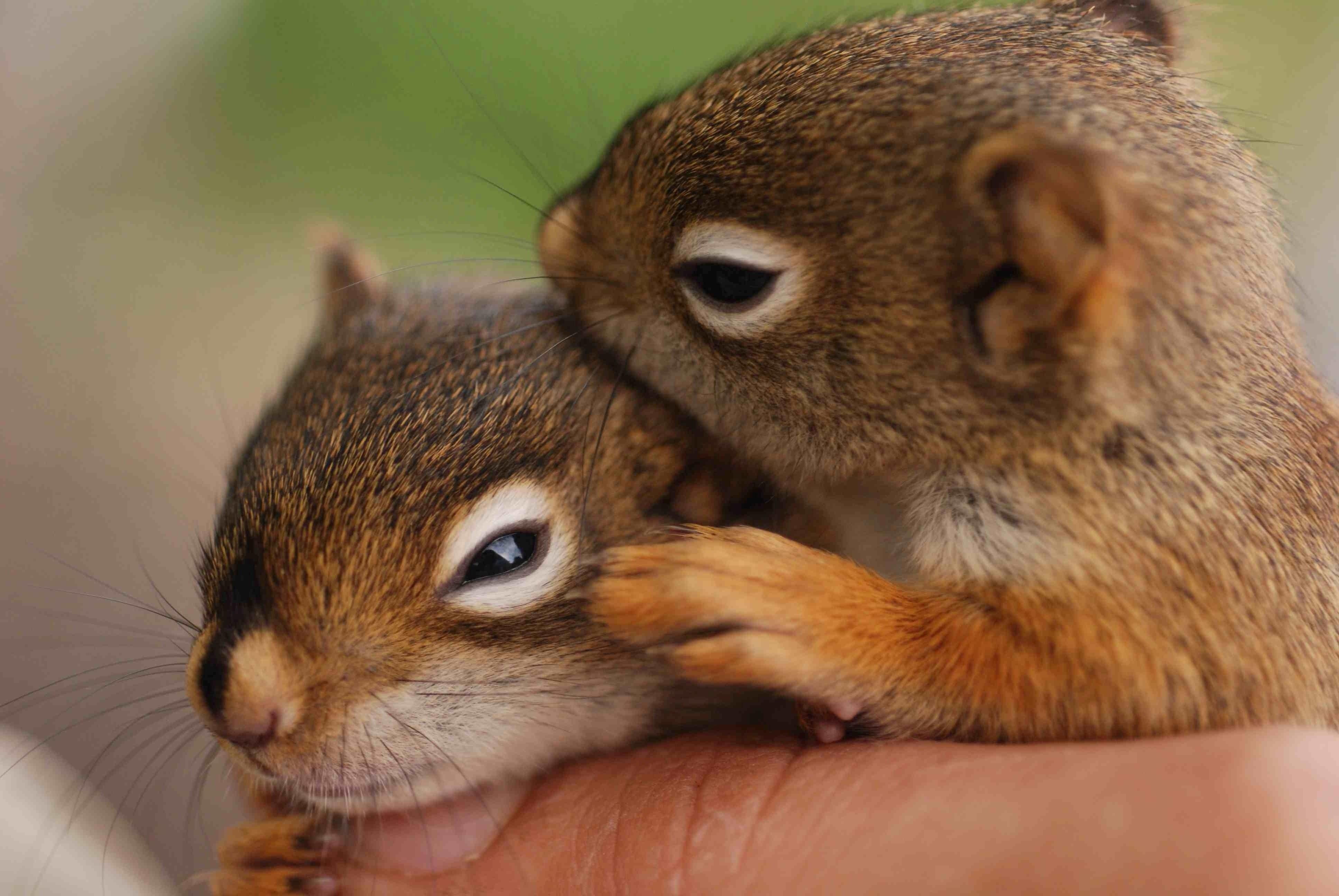 Baby Squirrel Wallpapers - Top Free Baby Squirrel Backgrounds