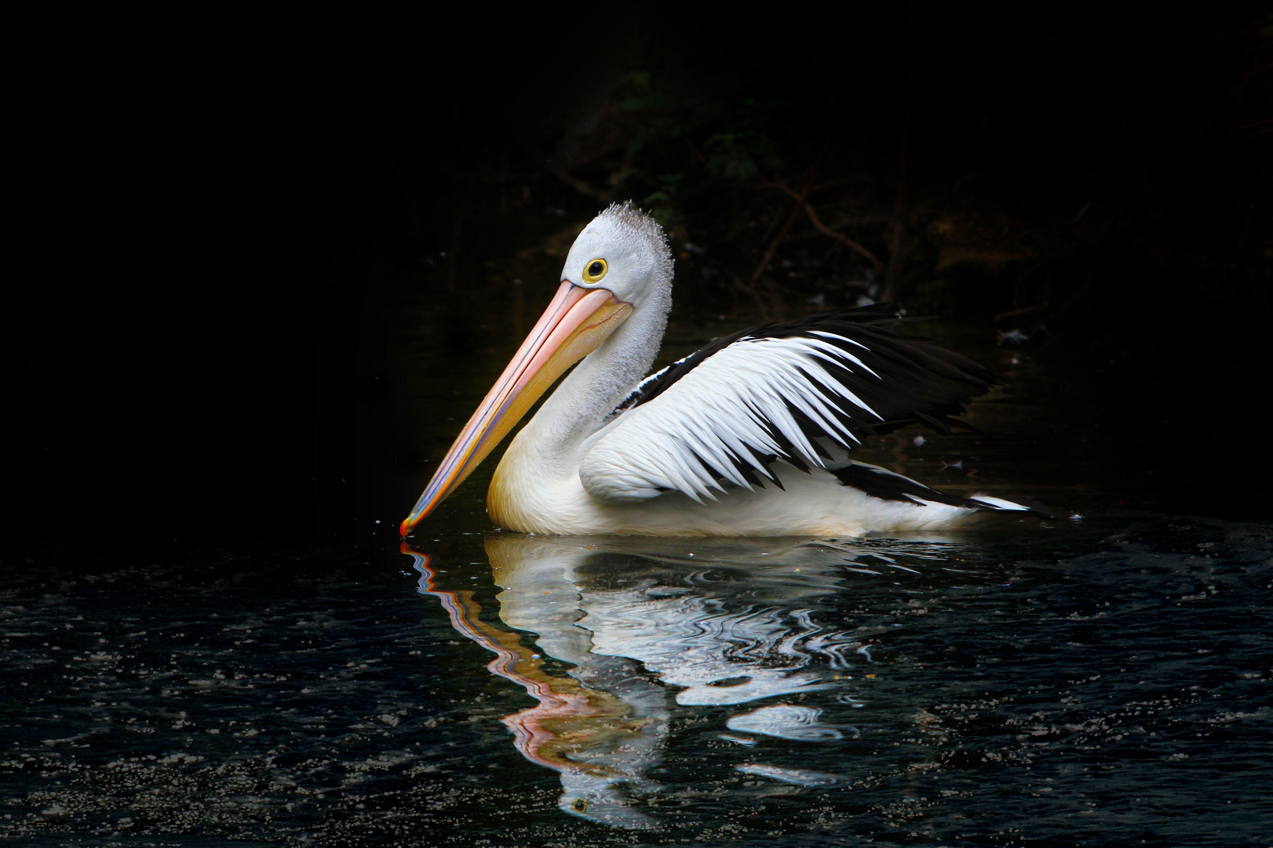 Pelican Wallpapers - Top Free Pelican Backgrounds - WallpaperAccess