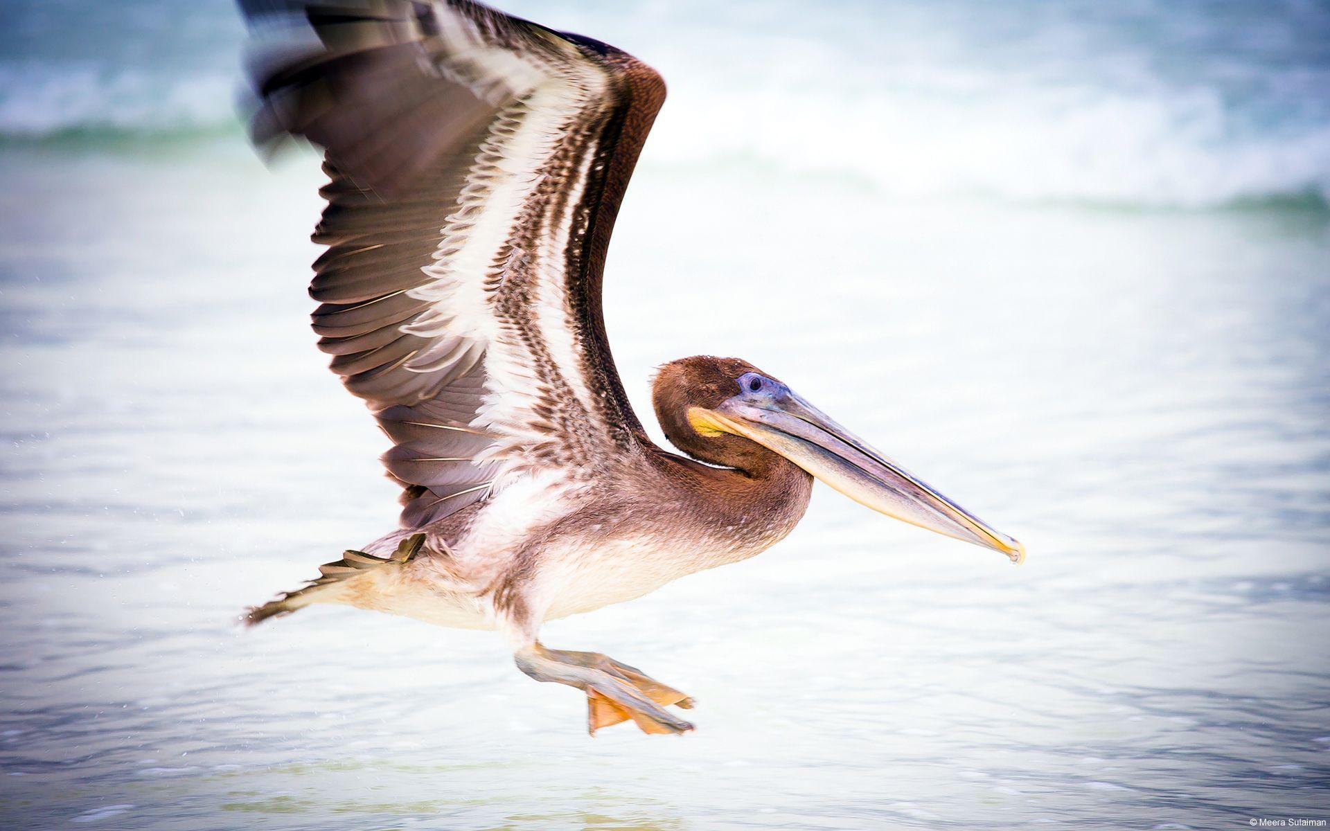 1920x1200 Pelican HD Wallpaper