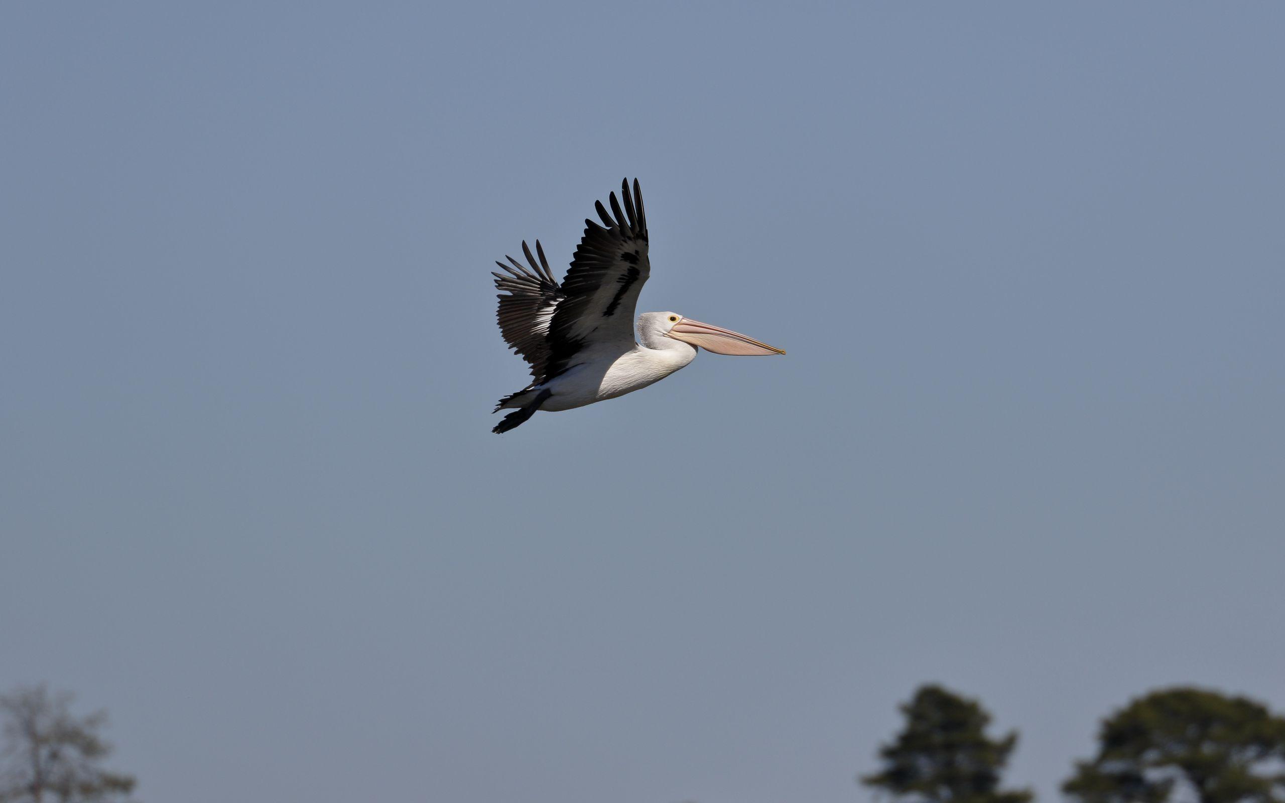 2560x1600 Download wallpaper 2560x1600 pelican, bird, flight, sky, beak