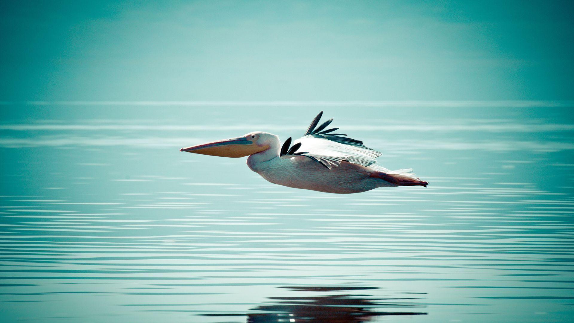 1920x1080 Pelican Wallpaper