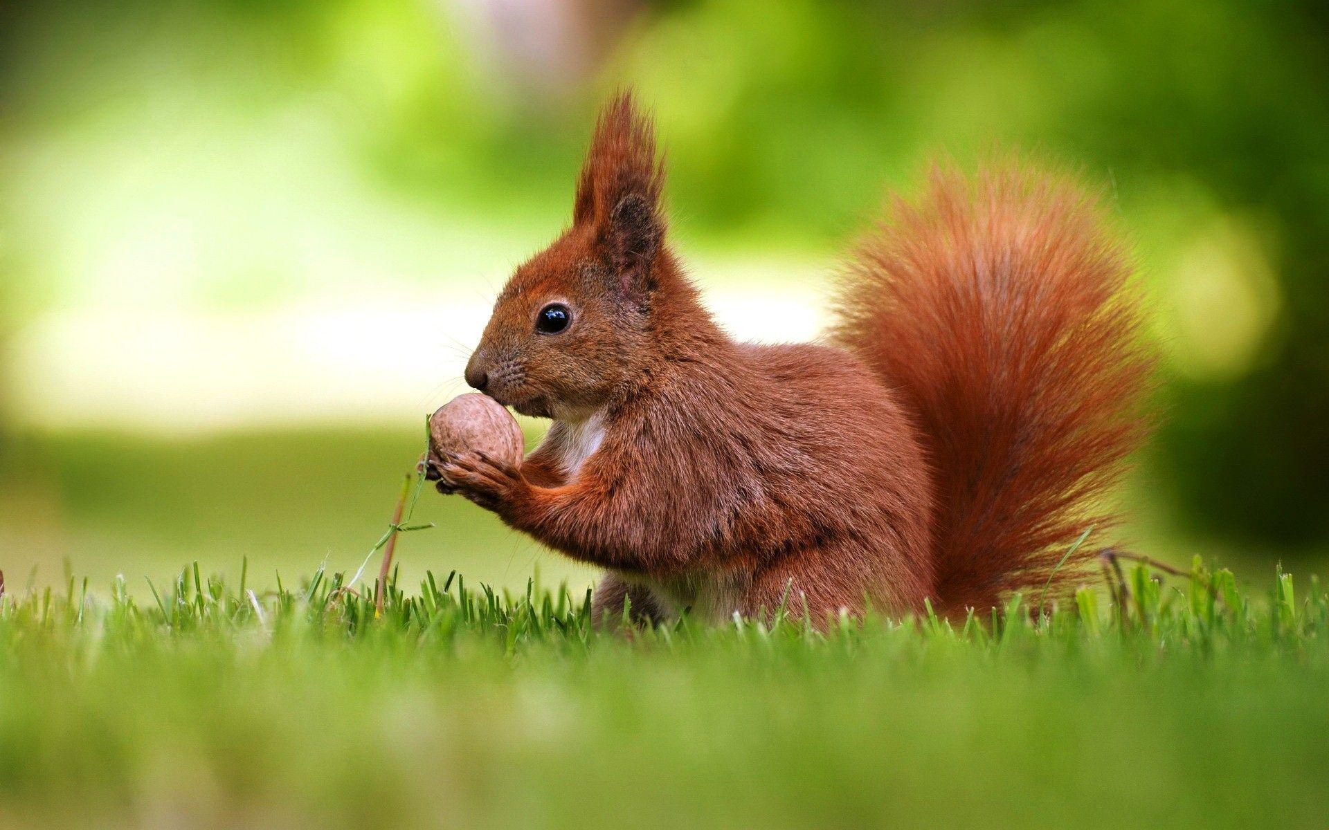 1920x1200 Squirrel Background Image