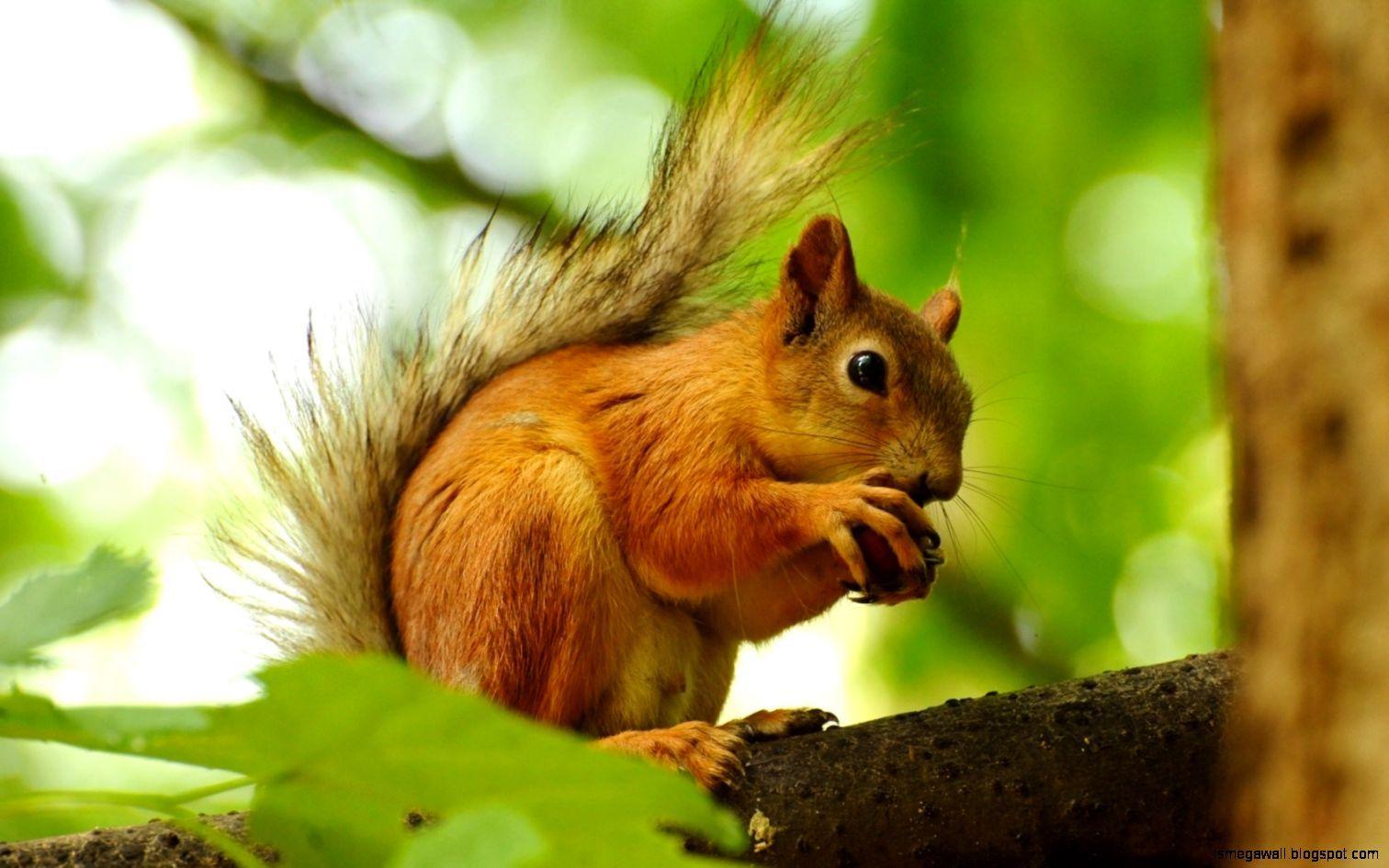 1512x945 Squirrel Eating Seeds HD Wallpaper