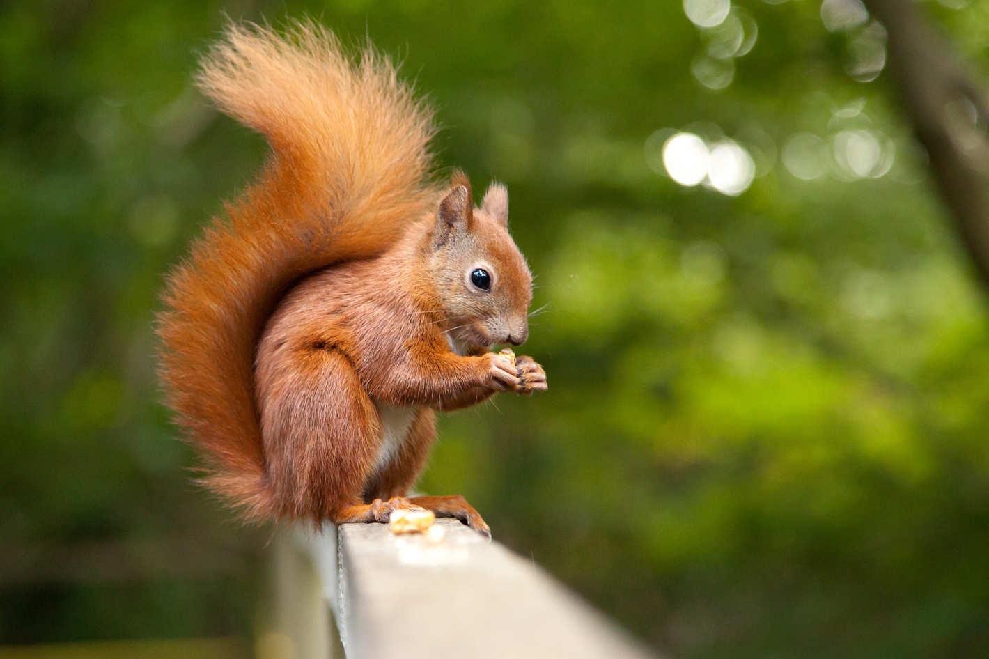 1420x946 Squirrel wallpaper, Animal, HQ Squirrel pictureK Wallpaper 2019